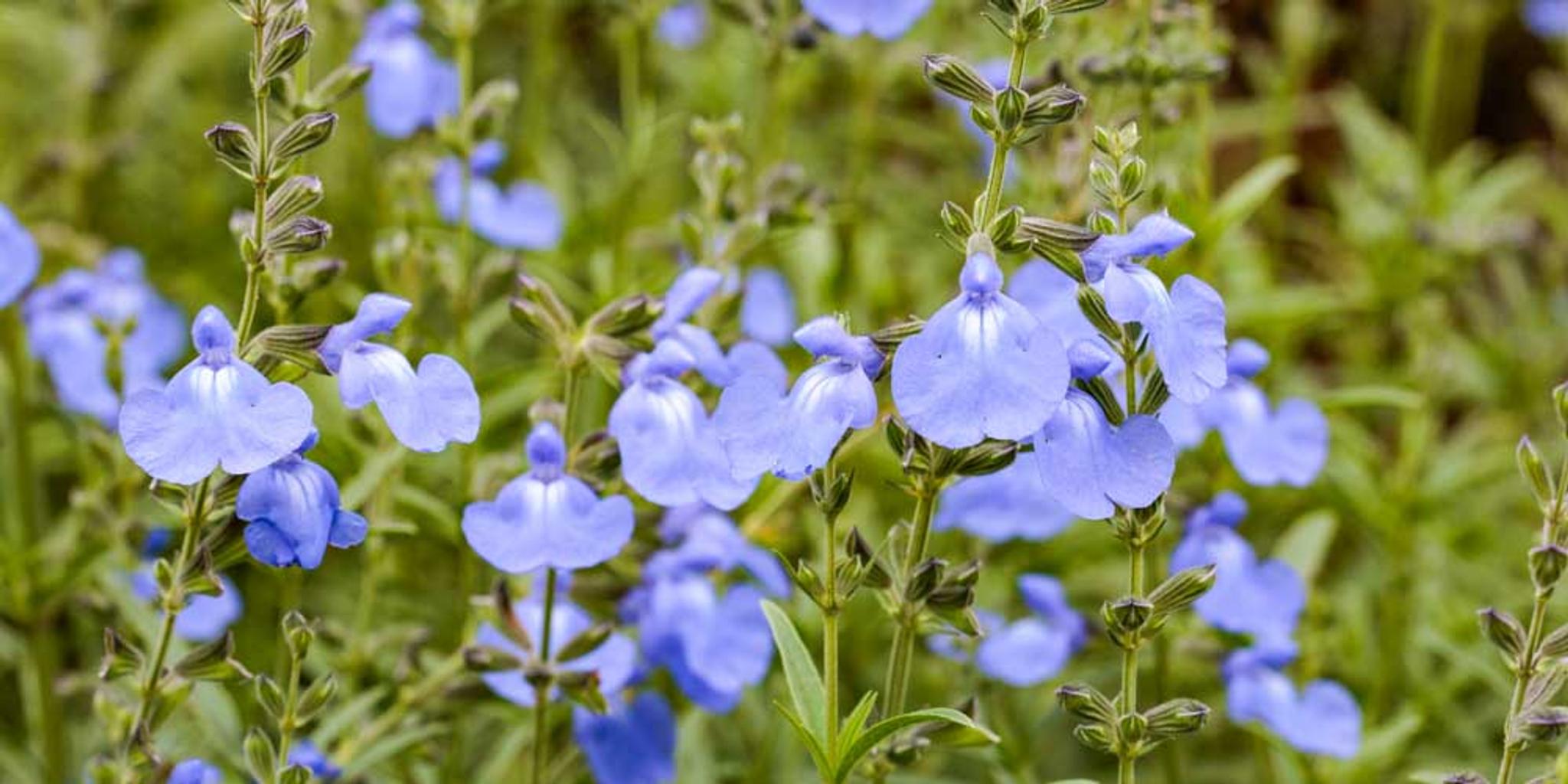Close-up image of flowering blue sage blossoms.