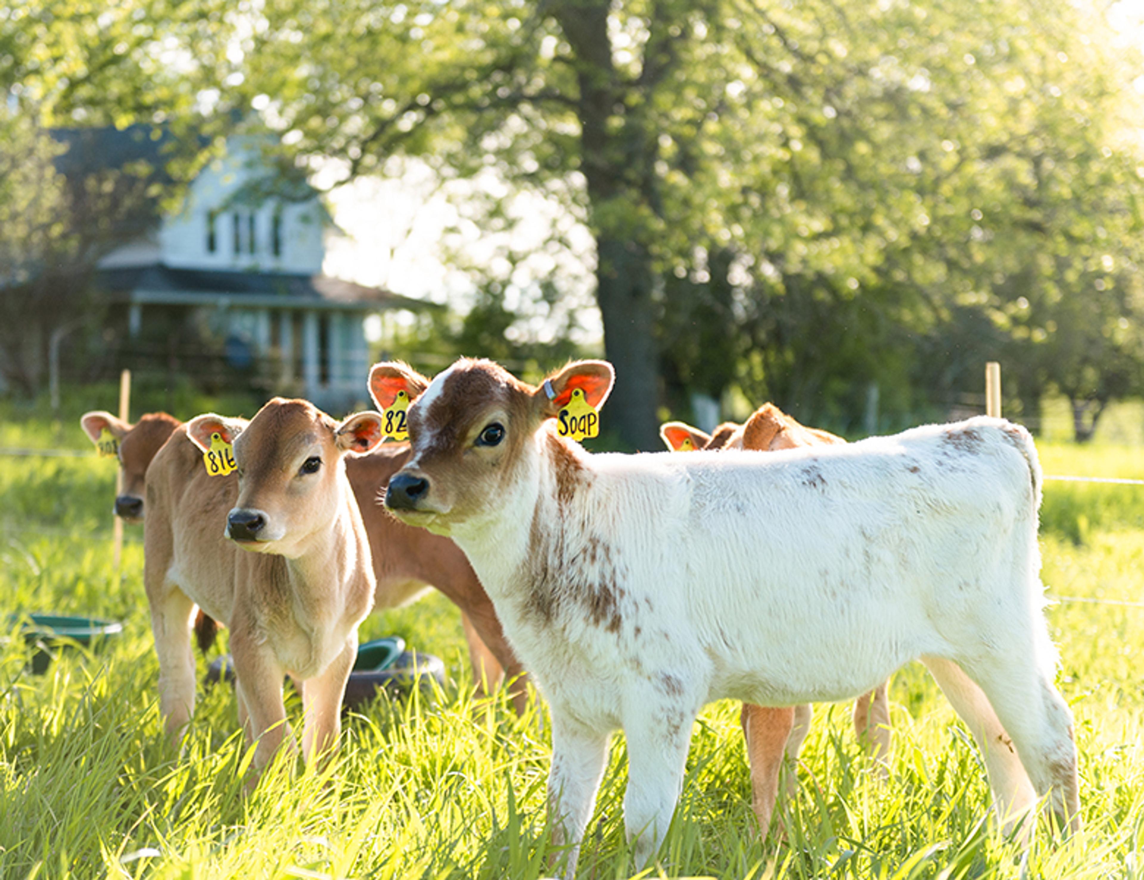 Young calves on pasture.