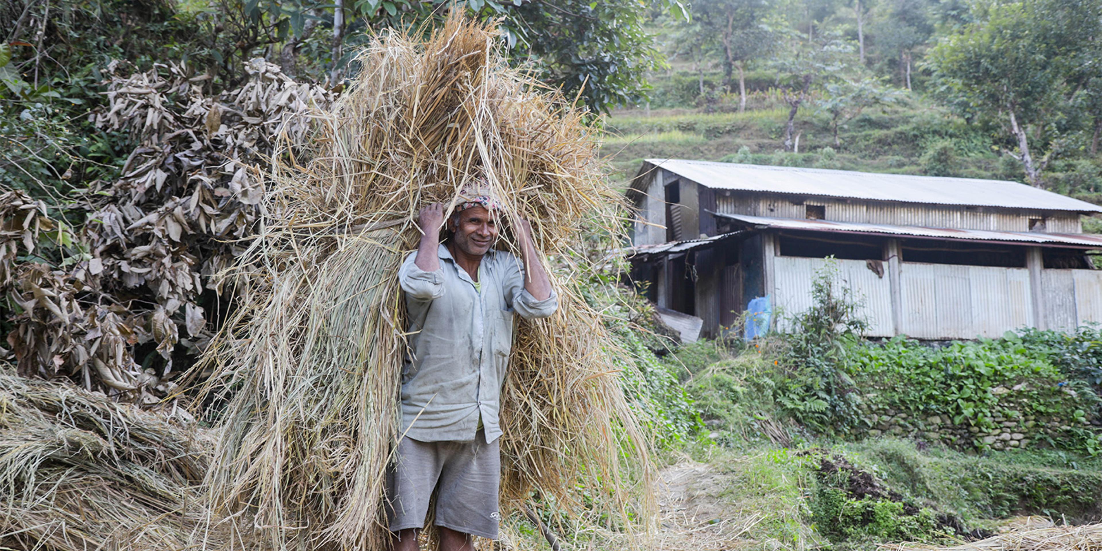A man carries rice straw on his back.