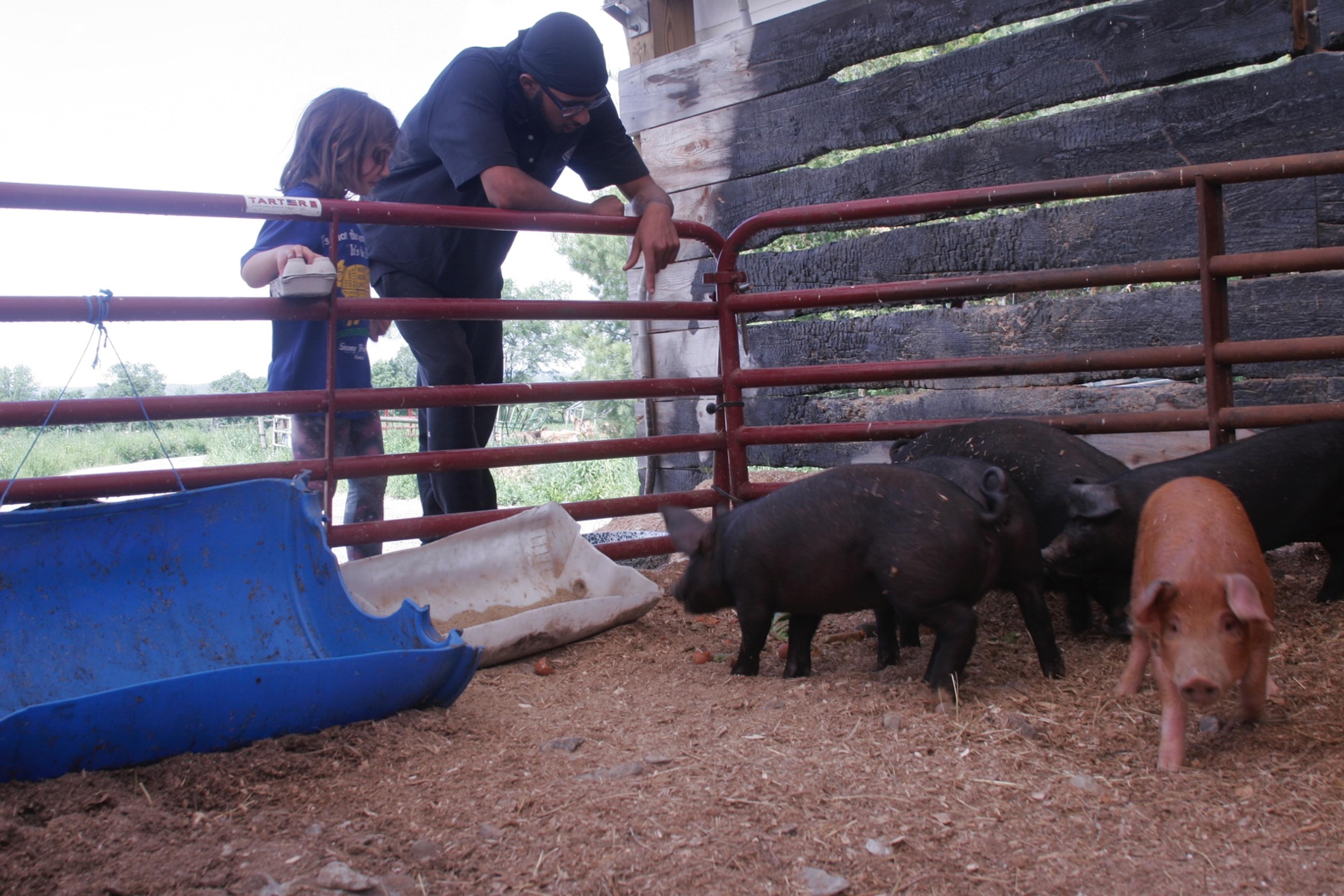 A young girl and young man lean on a fence to watch three black and one brown pig in their pen.