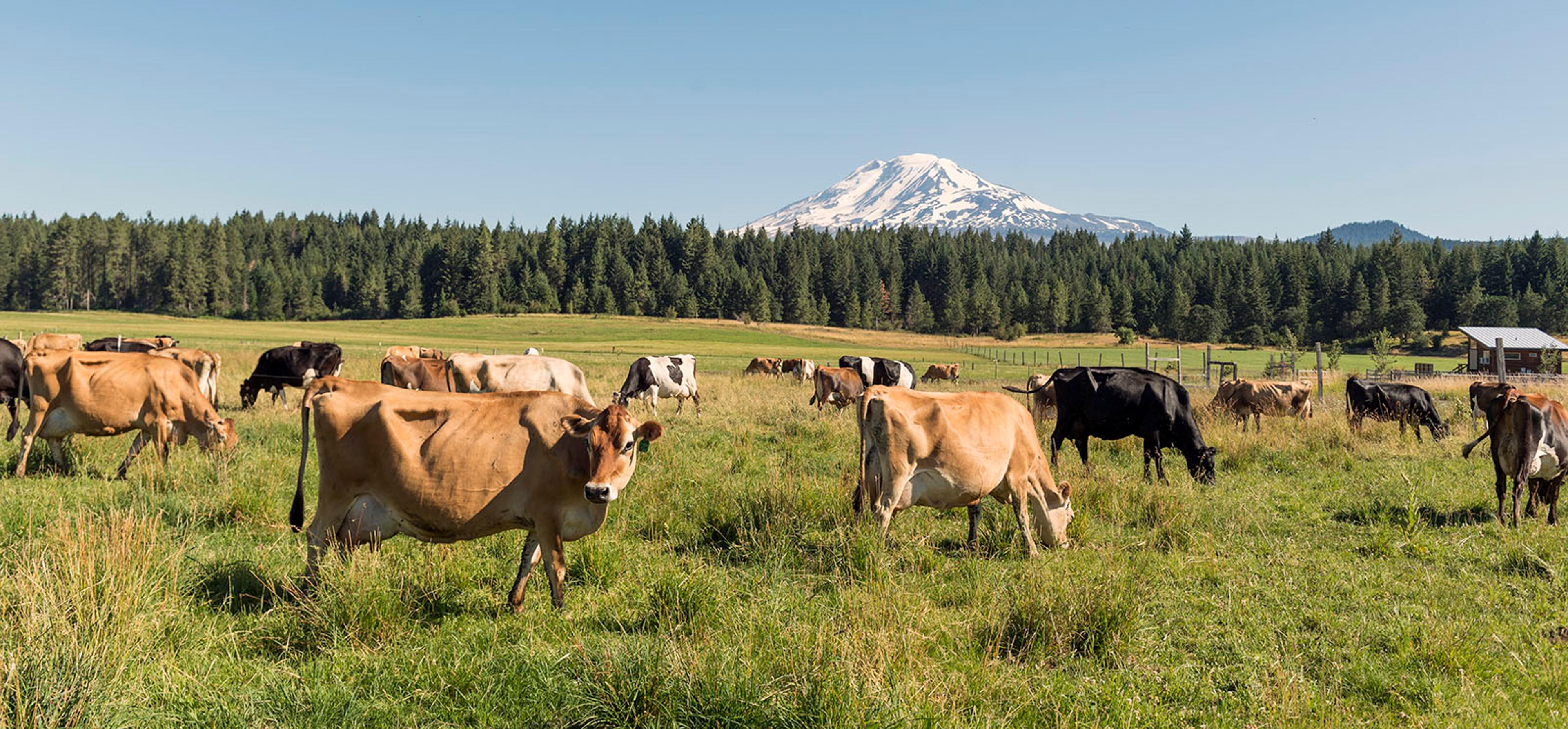 Cows grazing on an Organic Valley family farm.