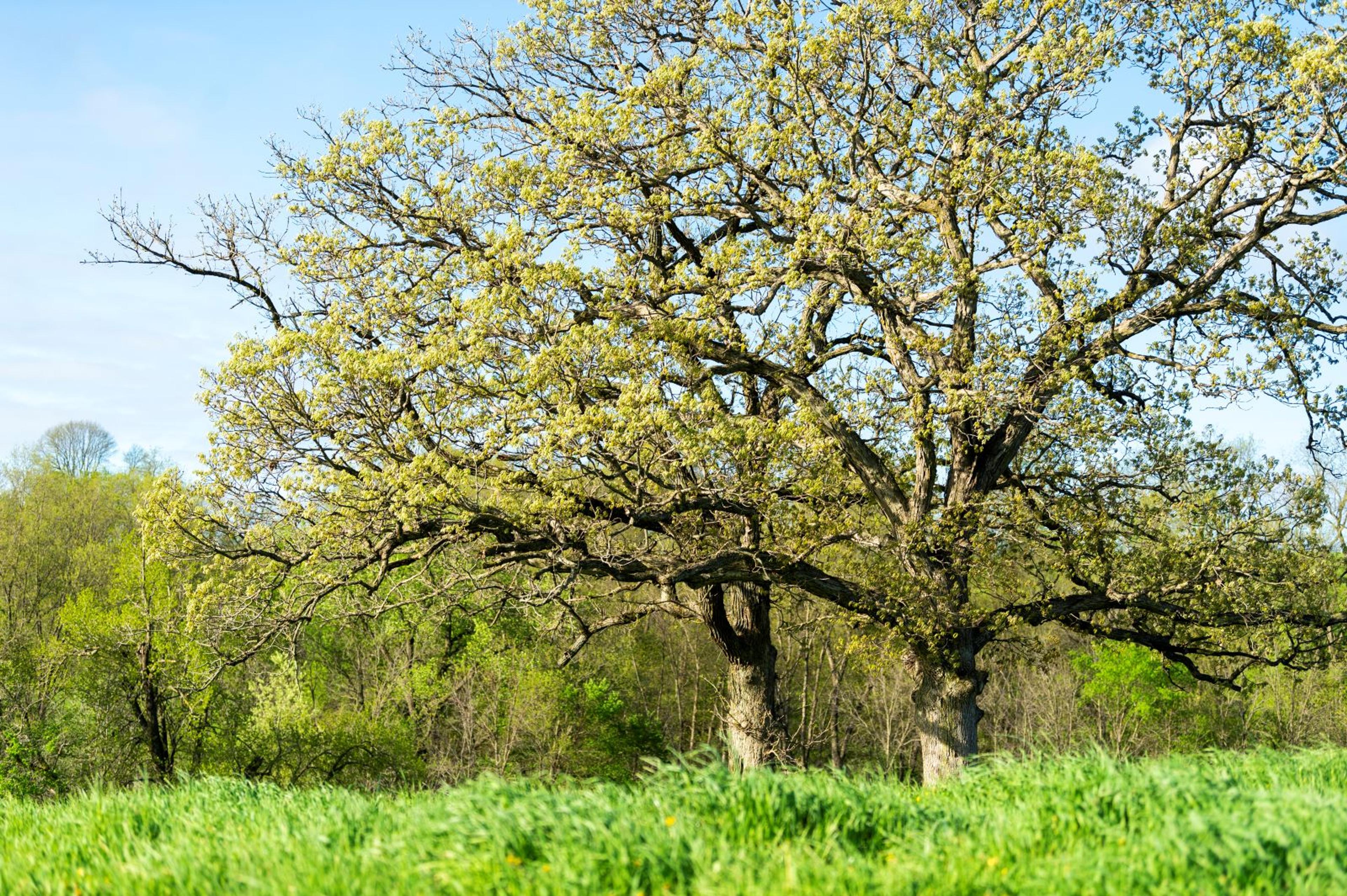 Trees and pasture on an organic farm.