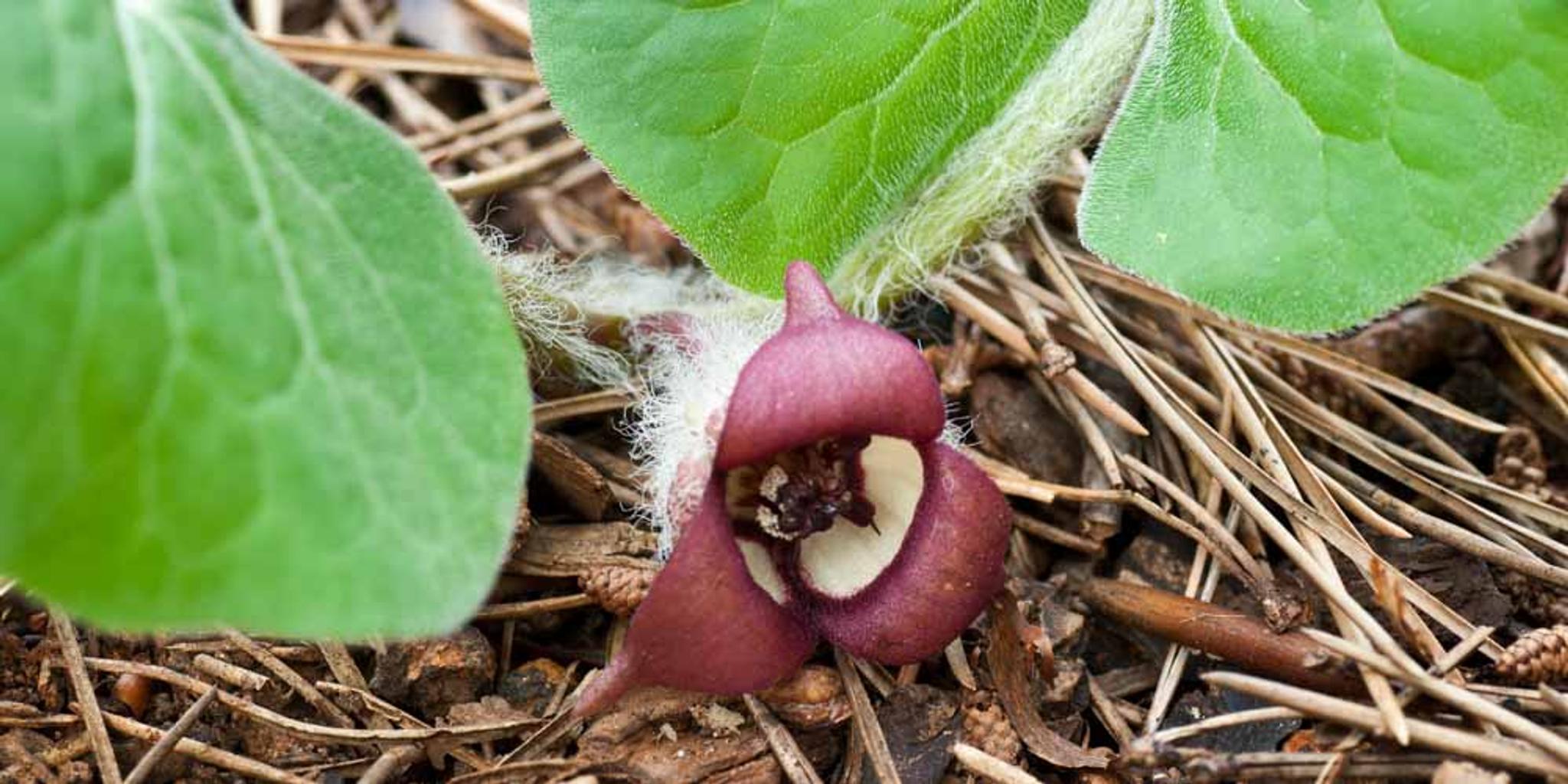 Wild ginger leaves and a blossom on the forest floor