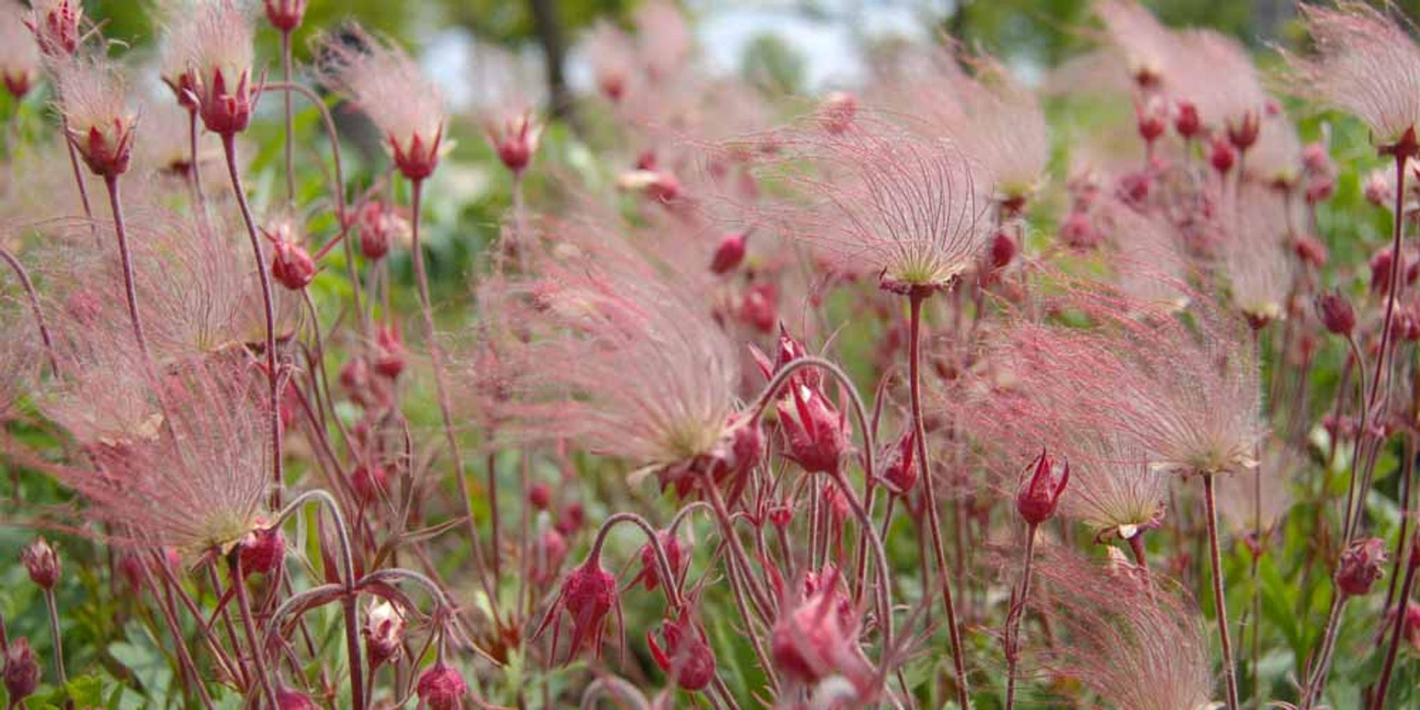 Prairie smoke plants seedheads blow in the wind with trees in the background.