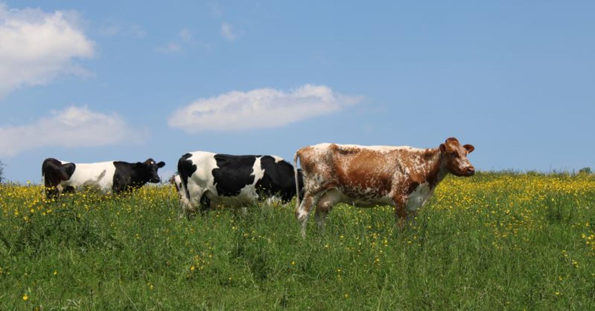 Grass fed organic dairy cows on pasture