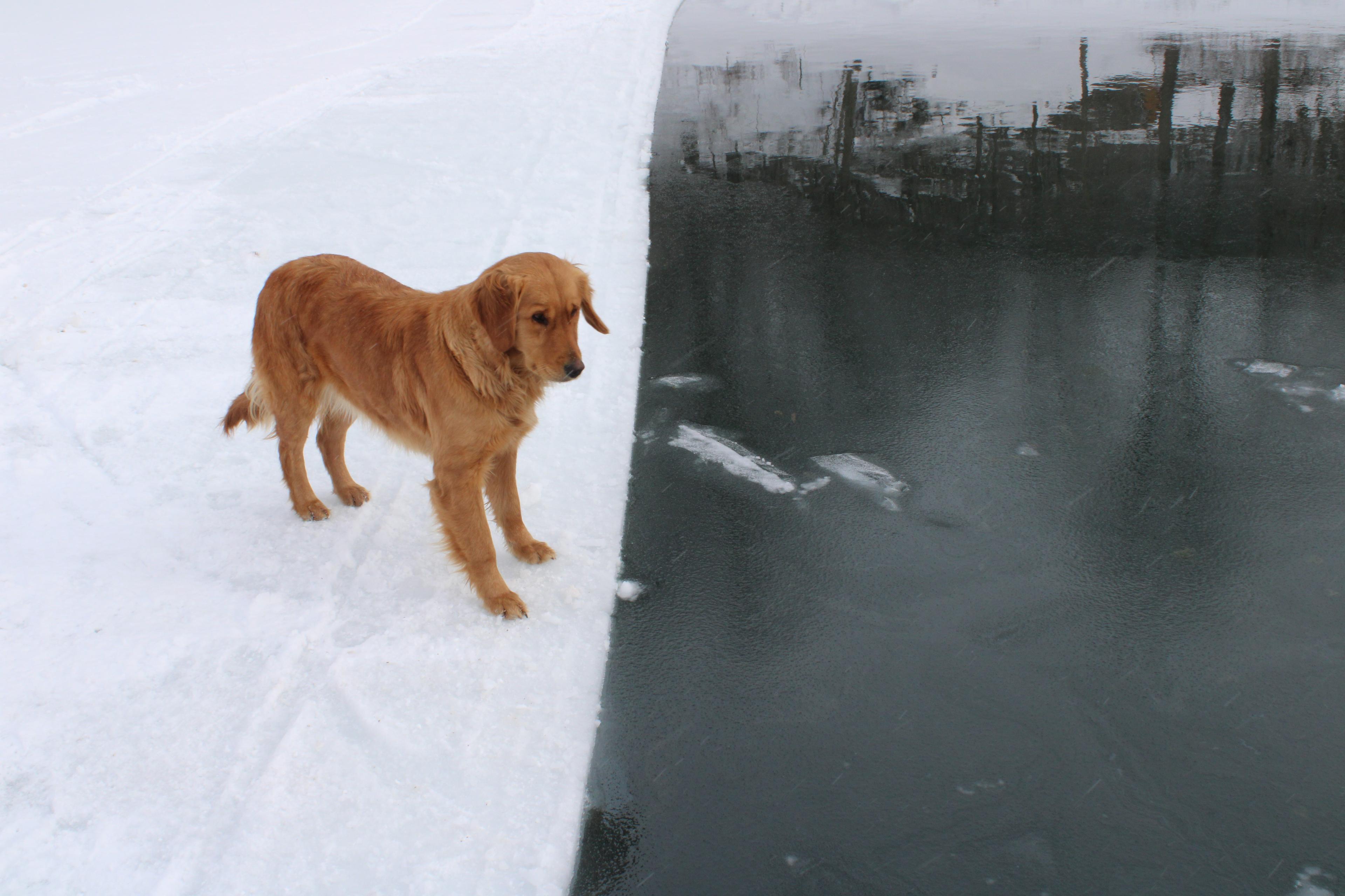 A golden retriever stands on ice and looks at open water on a pond.