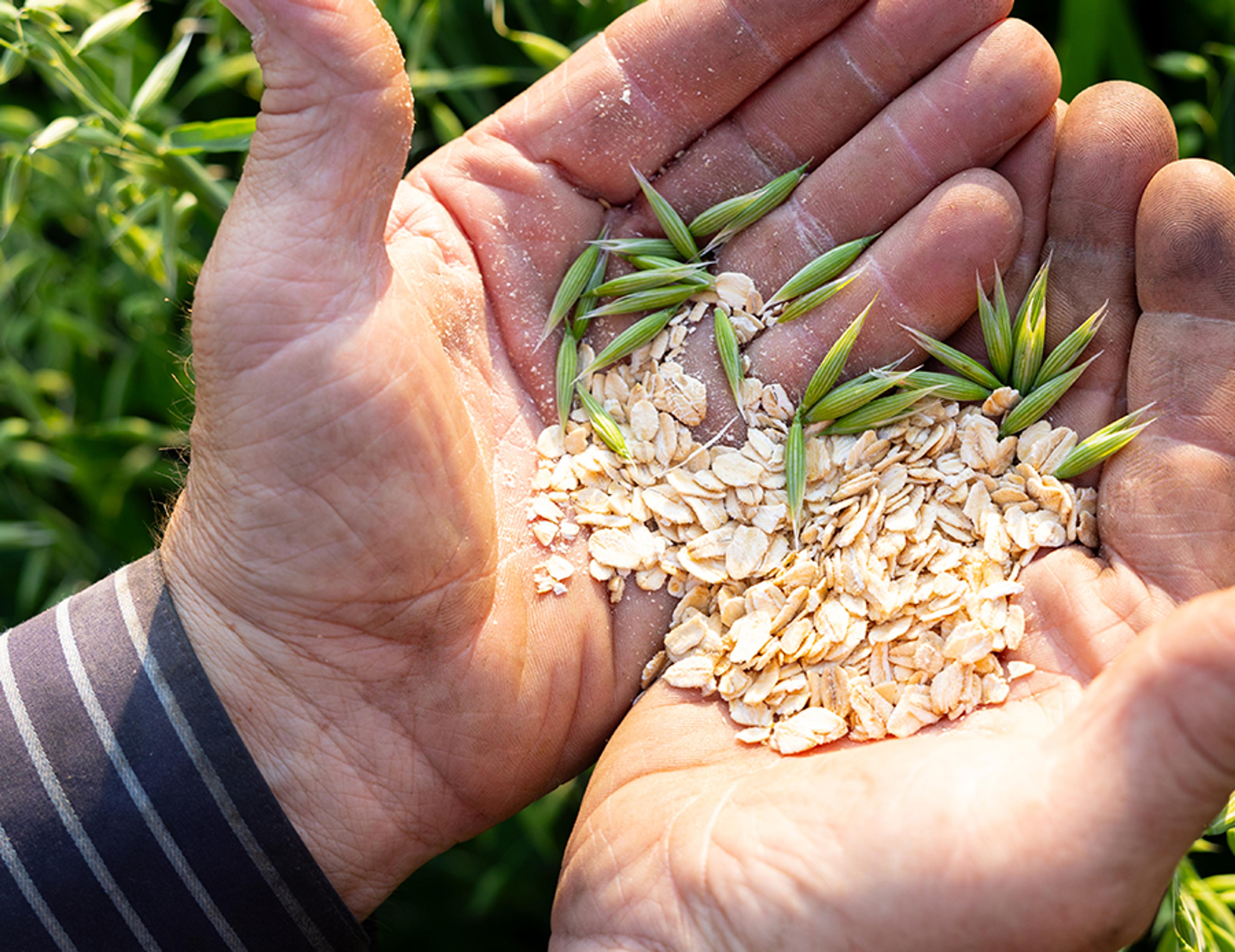 A farmer holds oats in his hands.