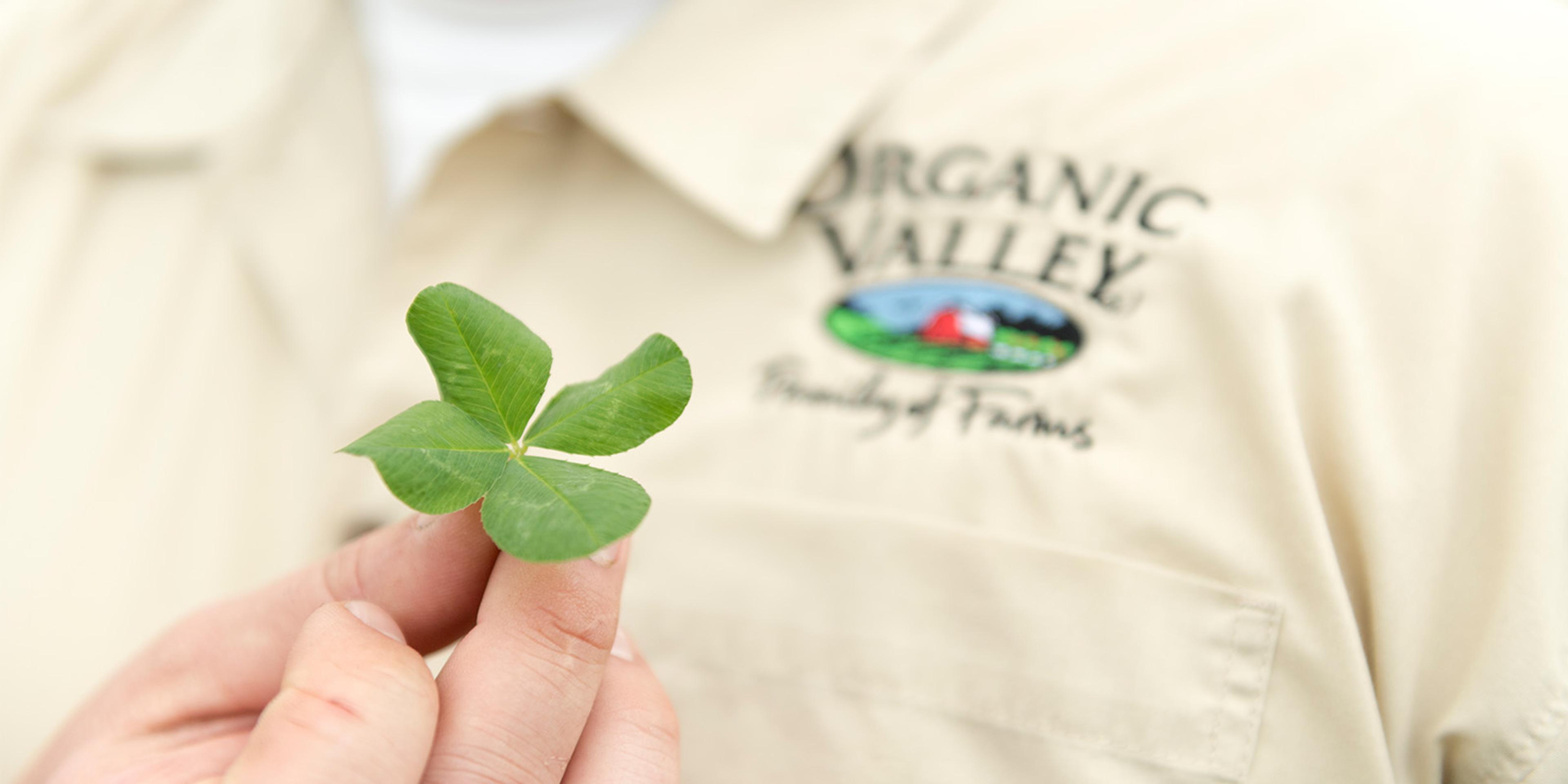A man holding a clover at the Teague organic farm in North Carolina.