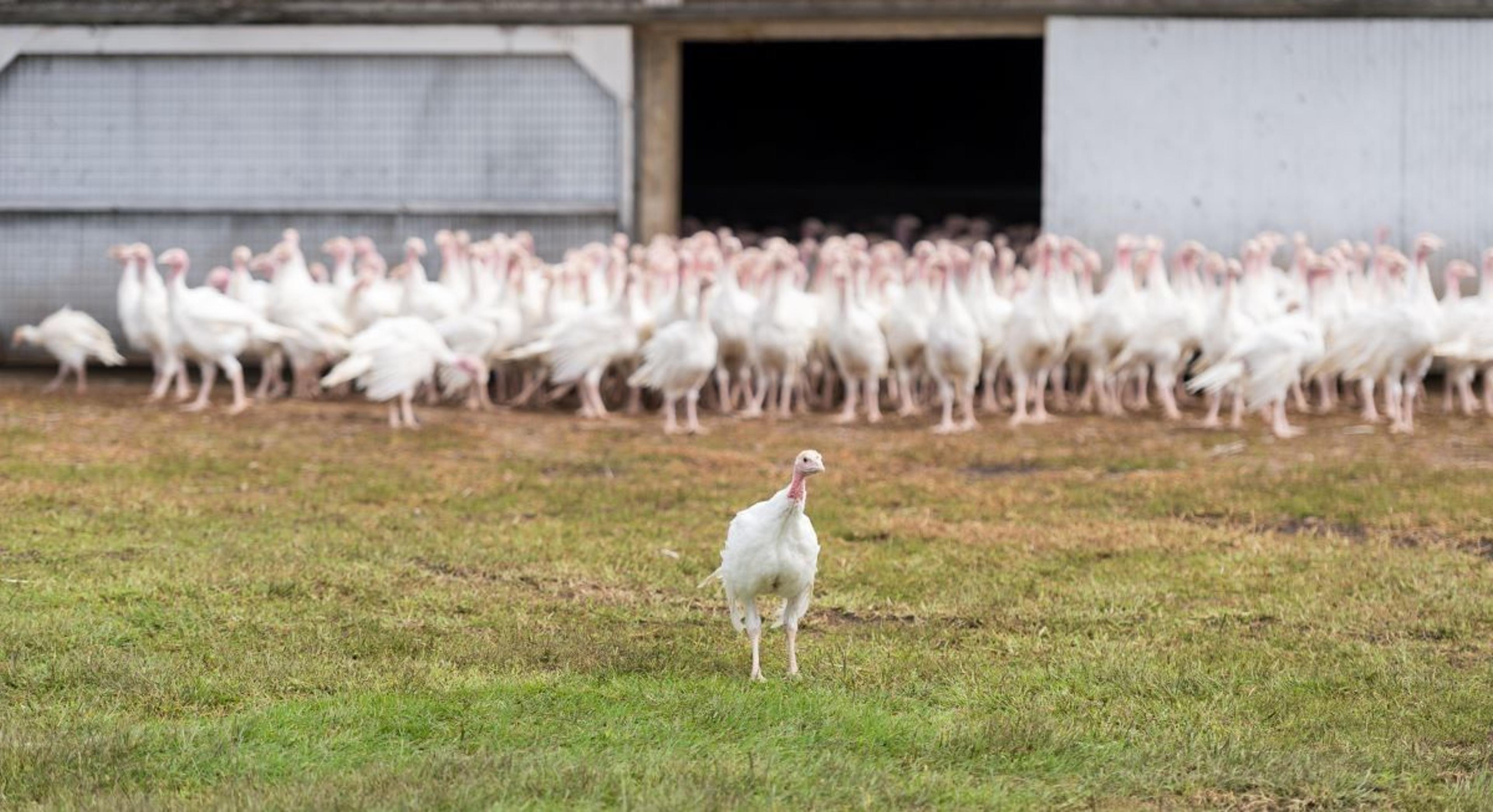 Organic turkeys stand on grass.