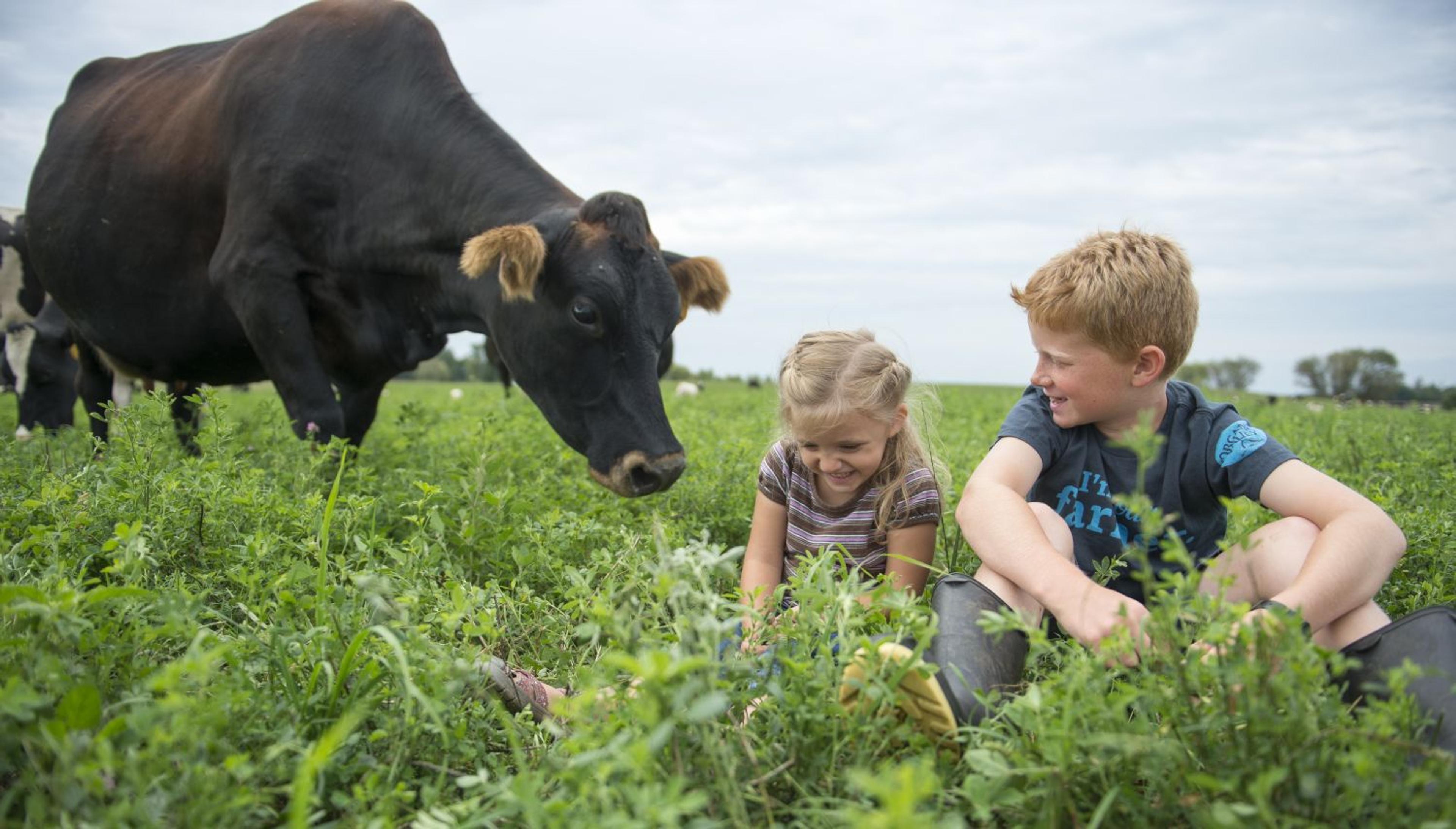 A boy and girl sit in green pasture and a cow comes over to watch.