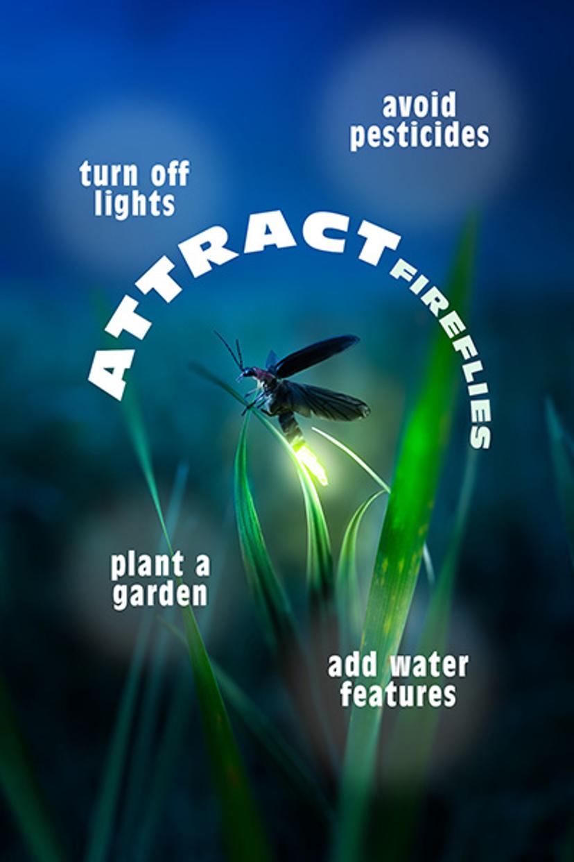 A lightning bug glows as it sits on a blade of grass at night. Attract Fireflies: avoid pesticides, turn off lights, plant a garden, add water features.