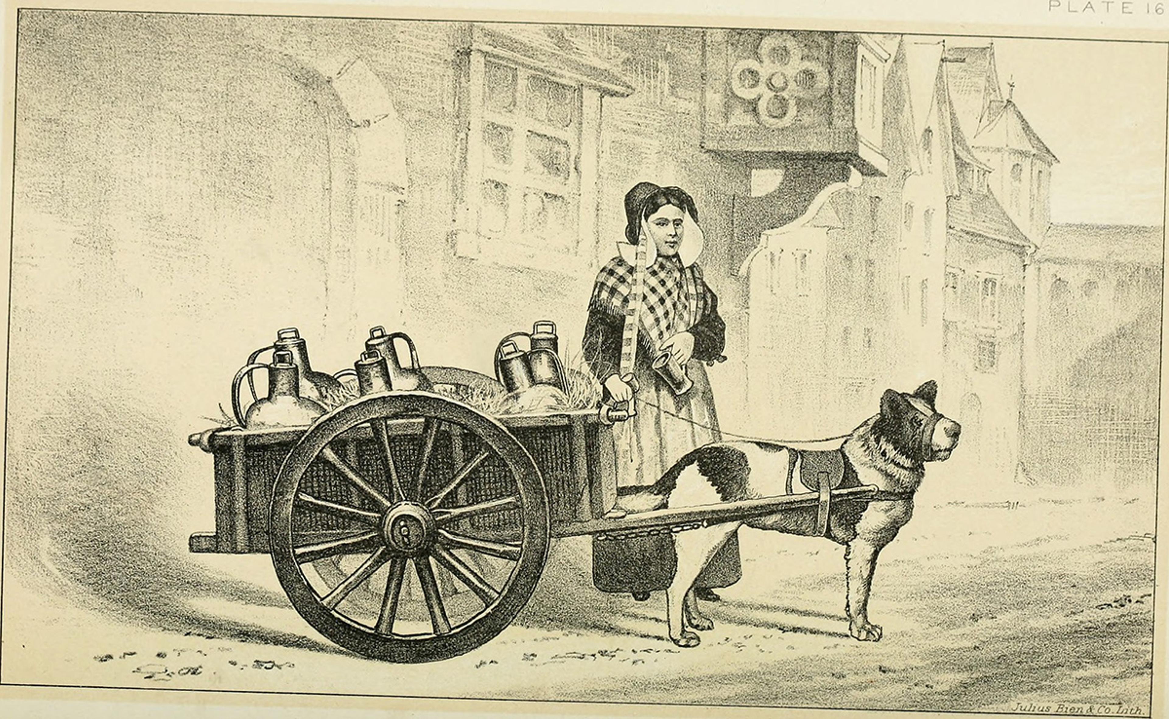 An old-fashioned scene of a woman delivering milk using a cart pulled by a dog.