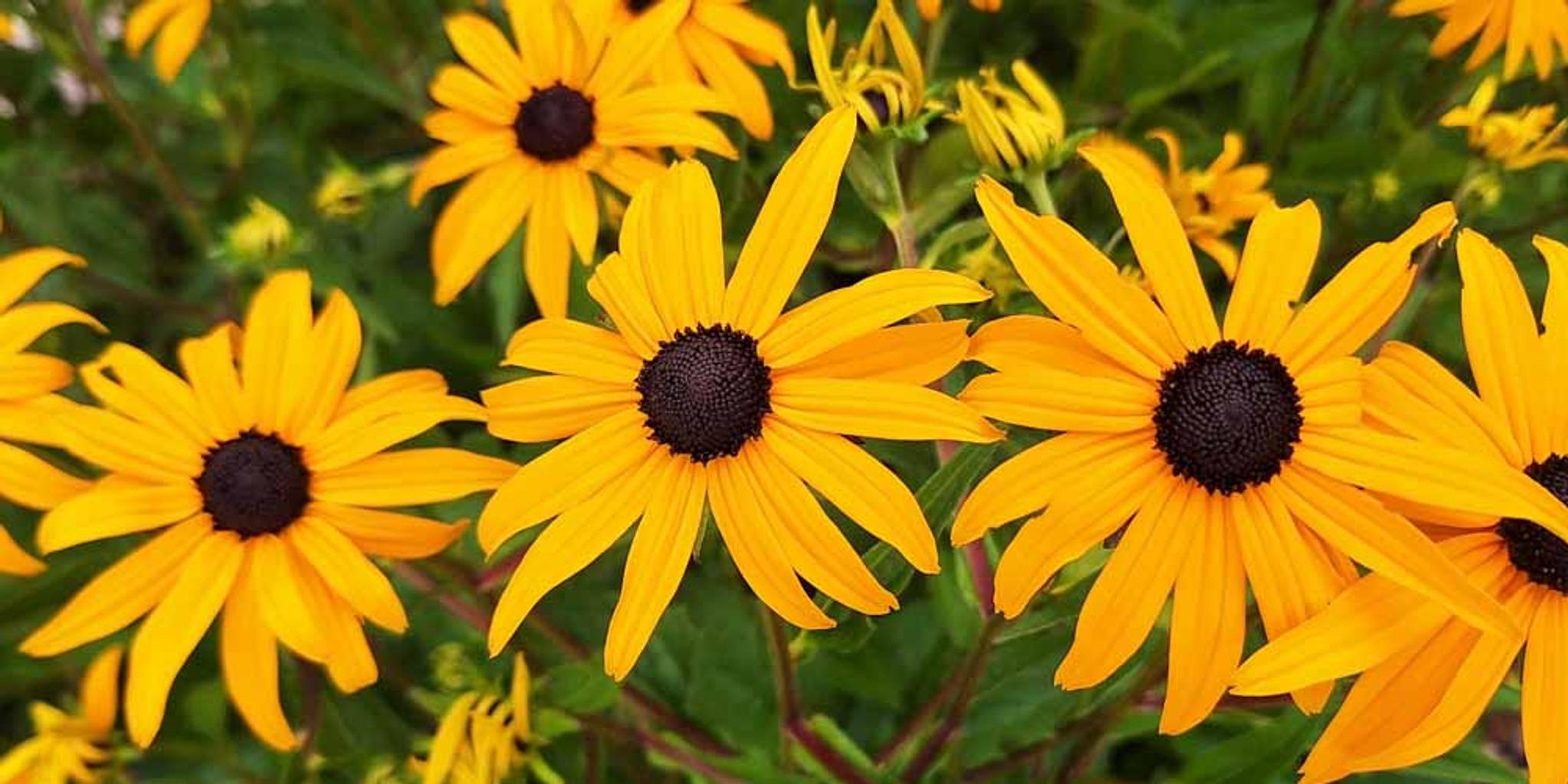 Close-up image of black-eyed Susan.