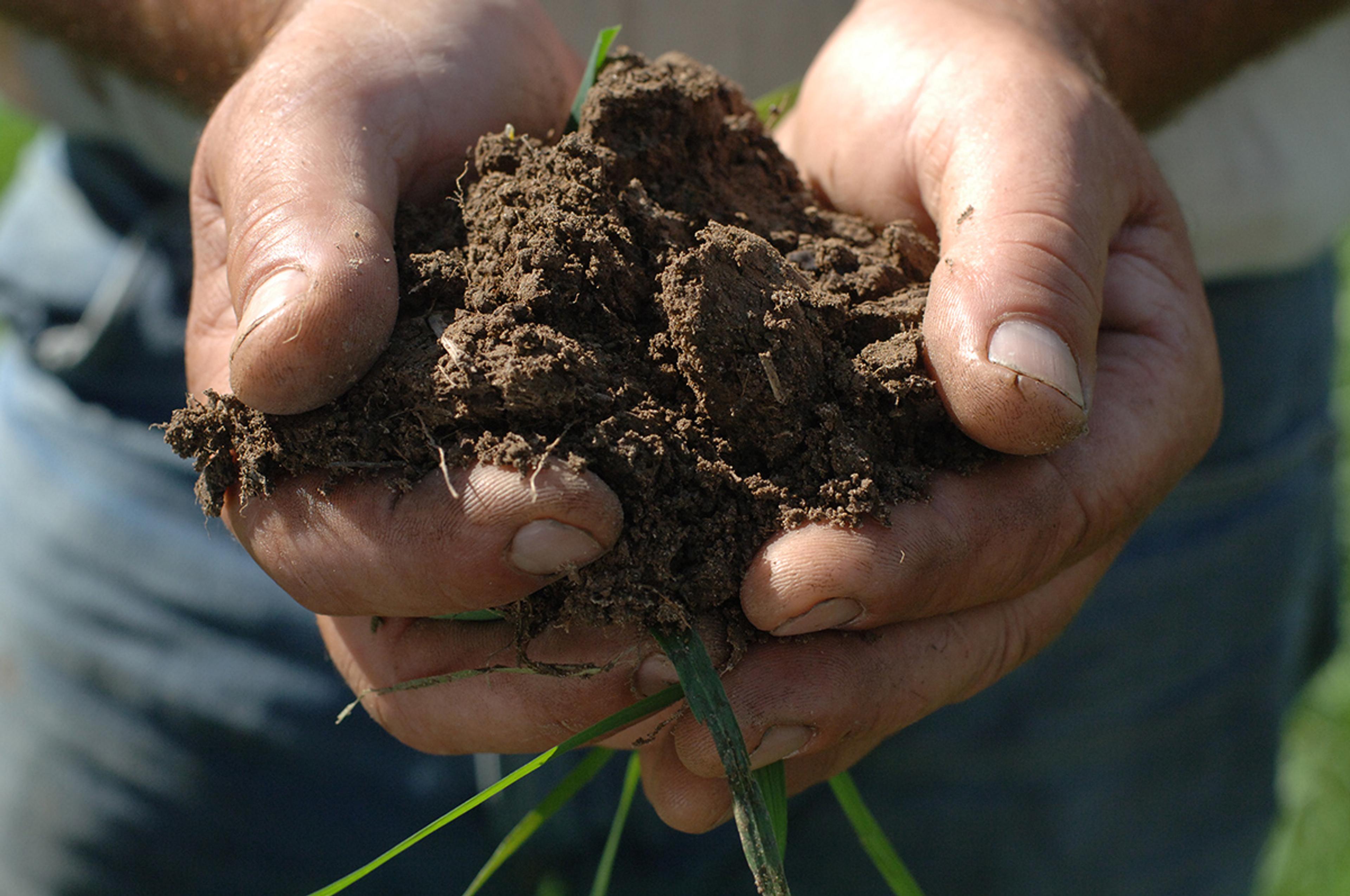 A man’s hands hold dark soil with a few pieces of grass sticking out.