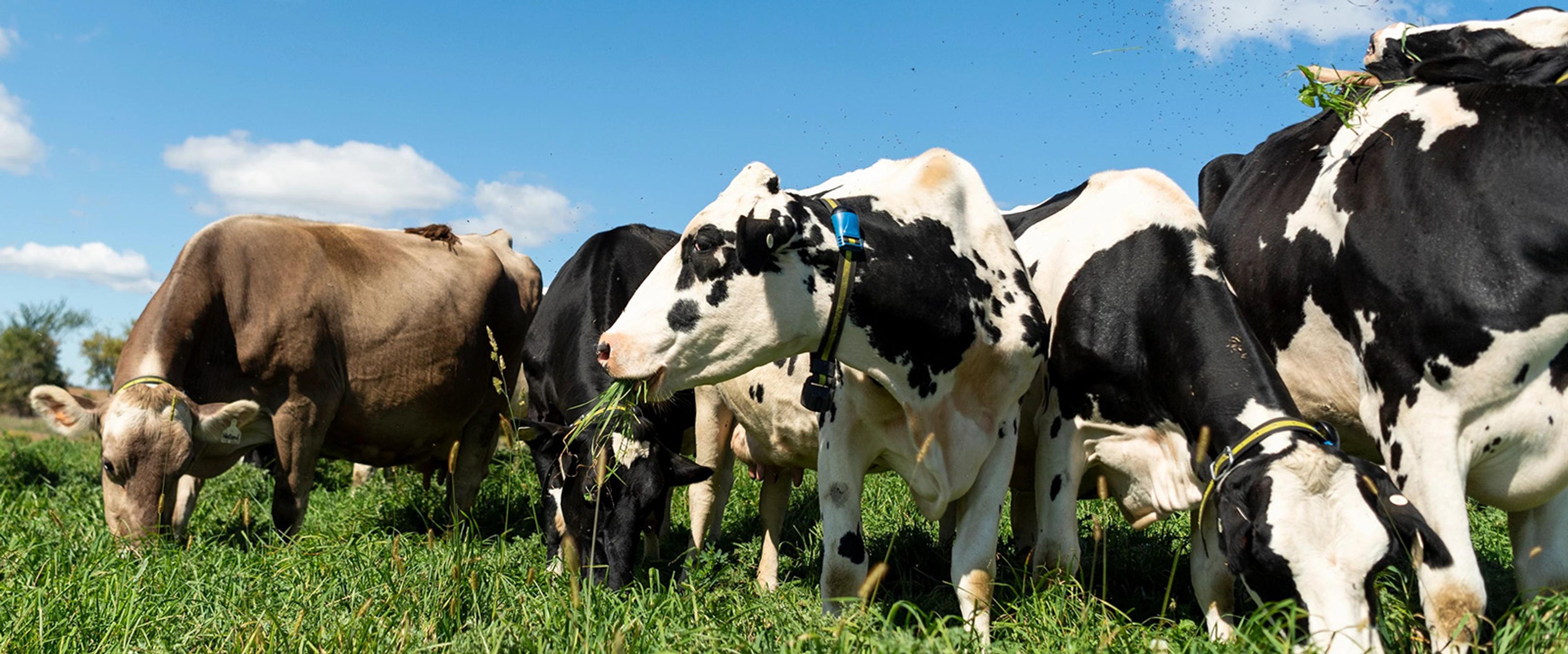 Cows graze at the Palmer farm in Iowa.