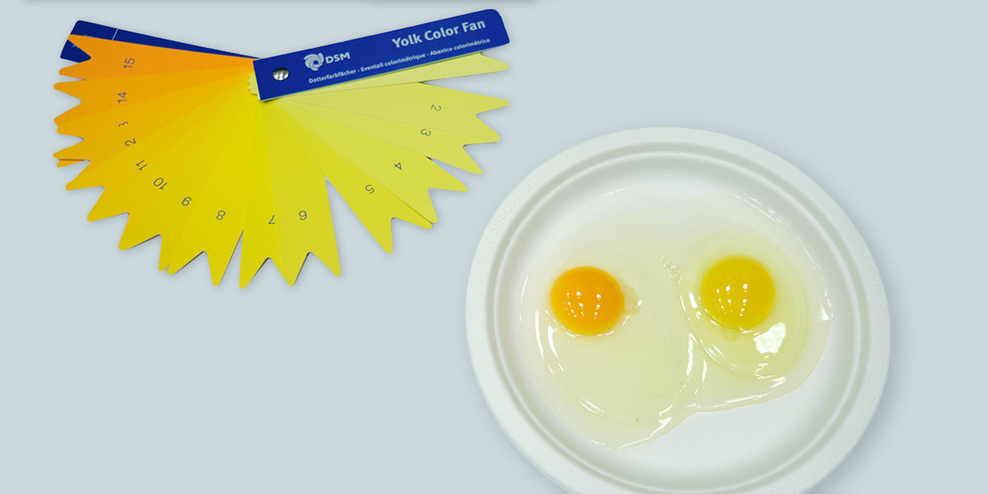 An egg yolk color fan placed next to a plate of eggs.