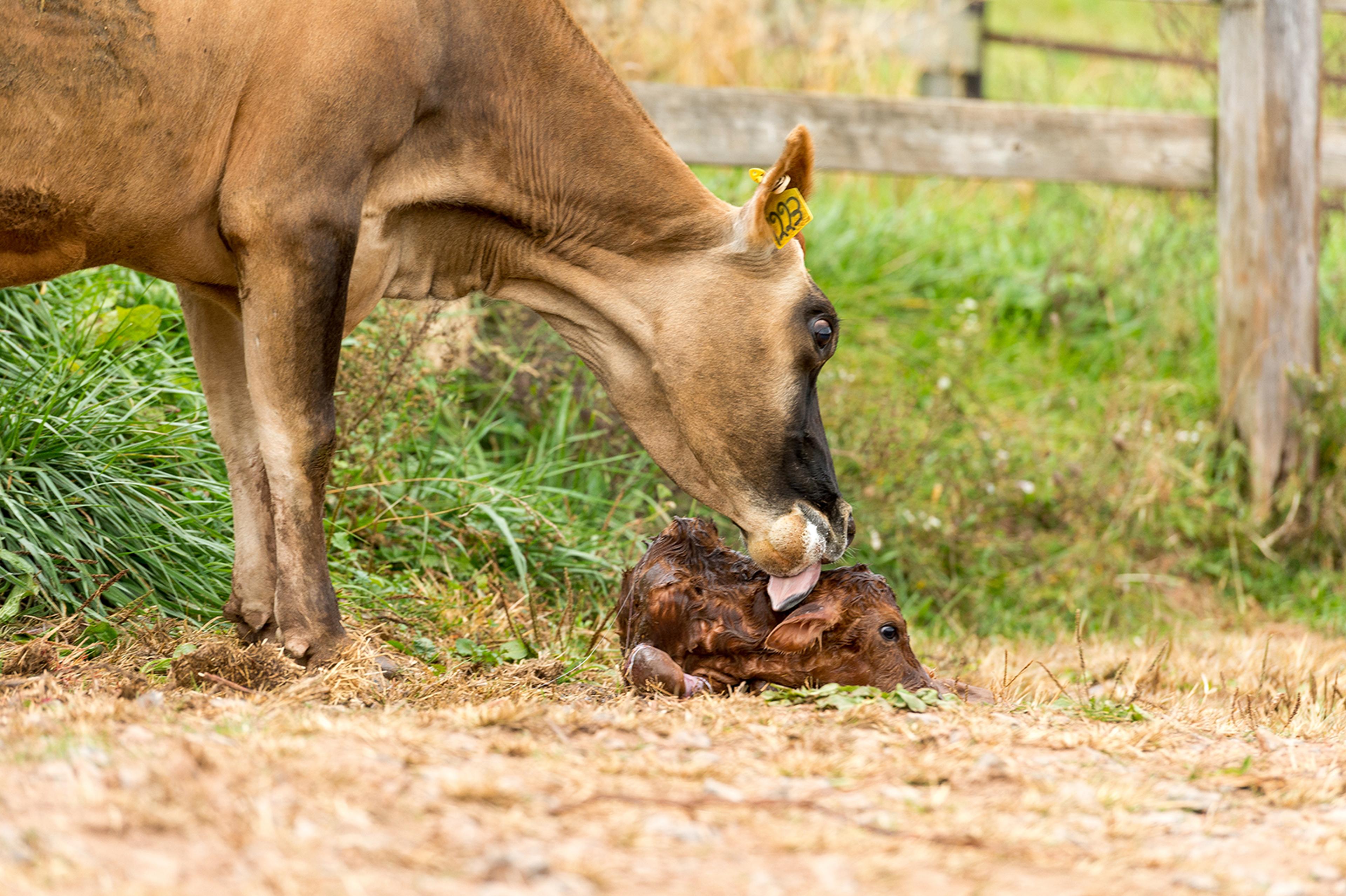A mother cow cleans her newborn calf.