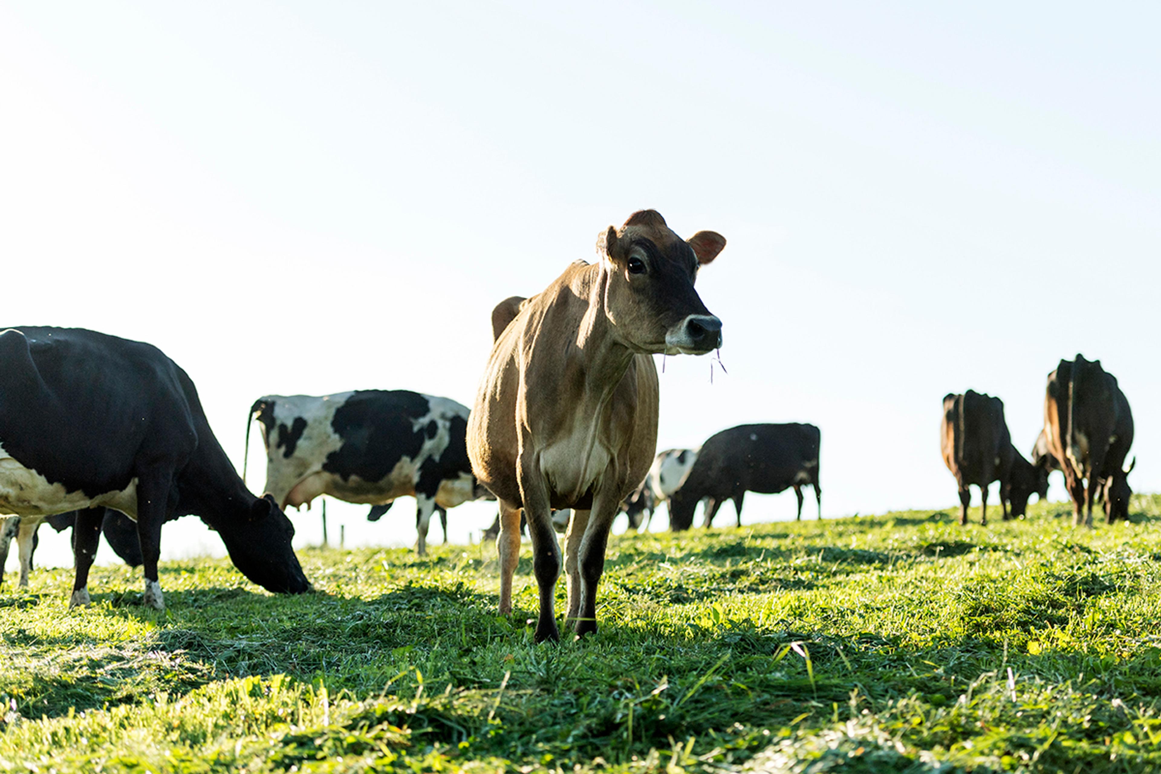 Cows graze on pasture on the Stoltzfoos Family Farm in Pennsylvania.