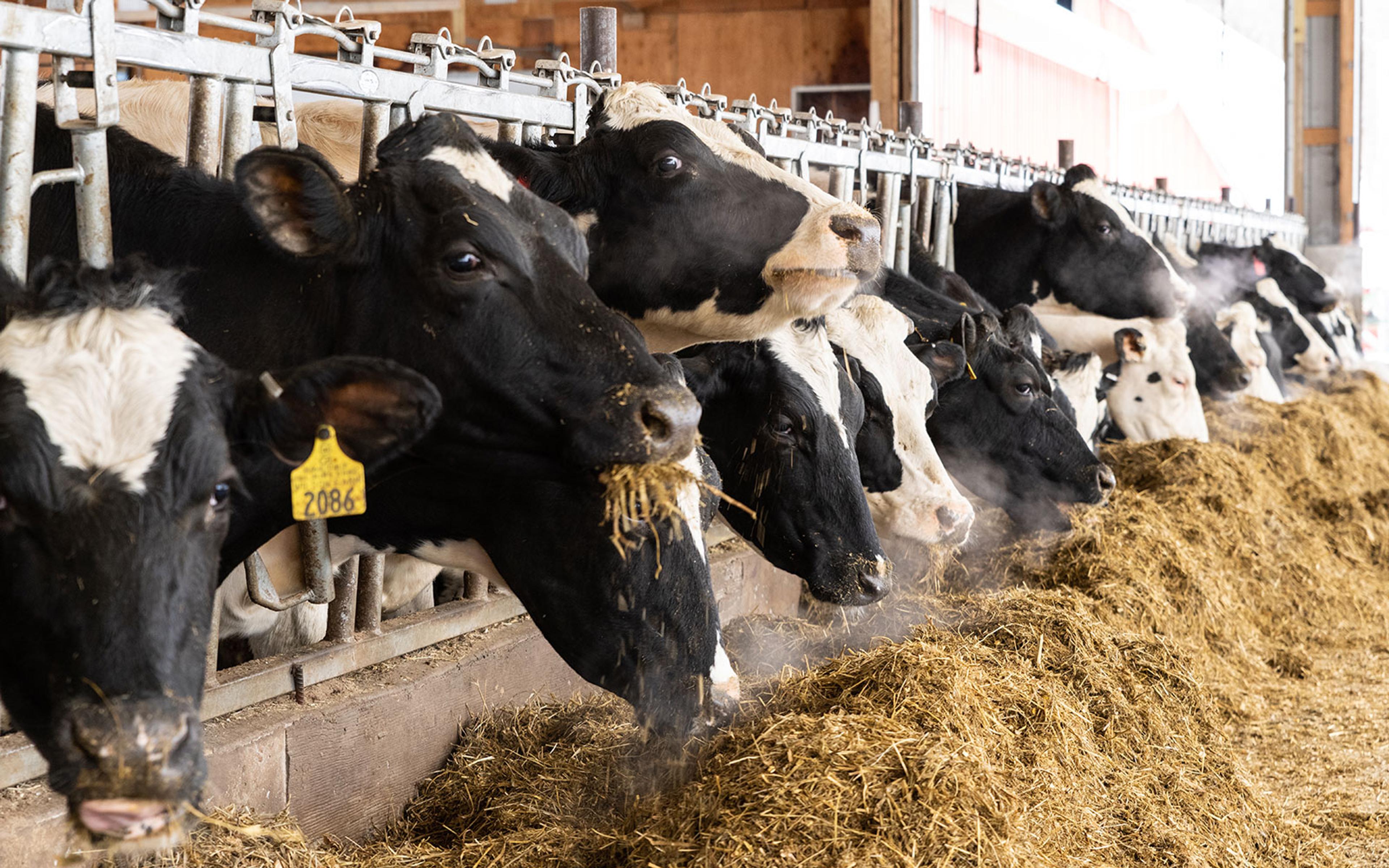 Cows have clouds of warm breath around them as they eat piles of dried hay.