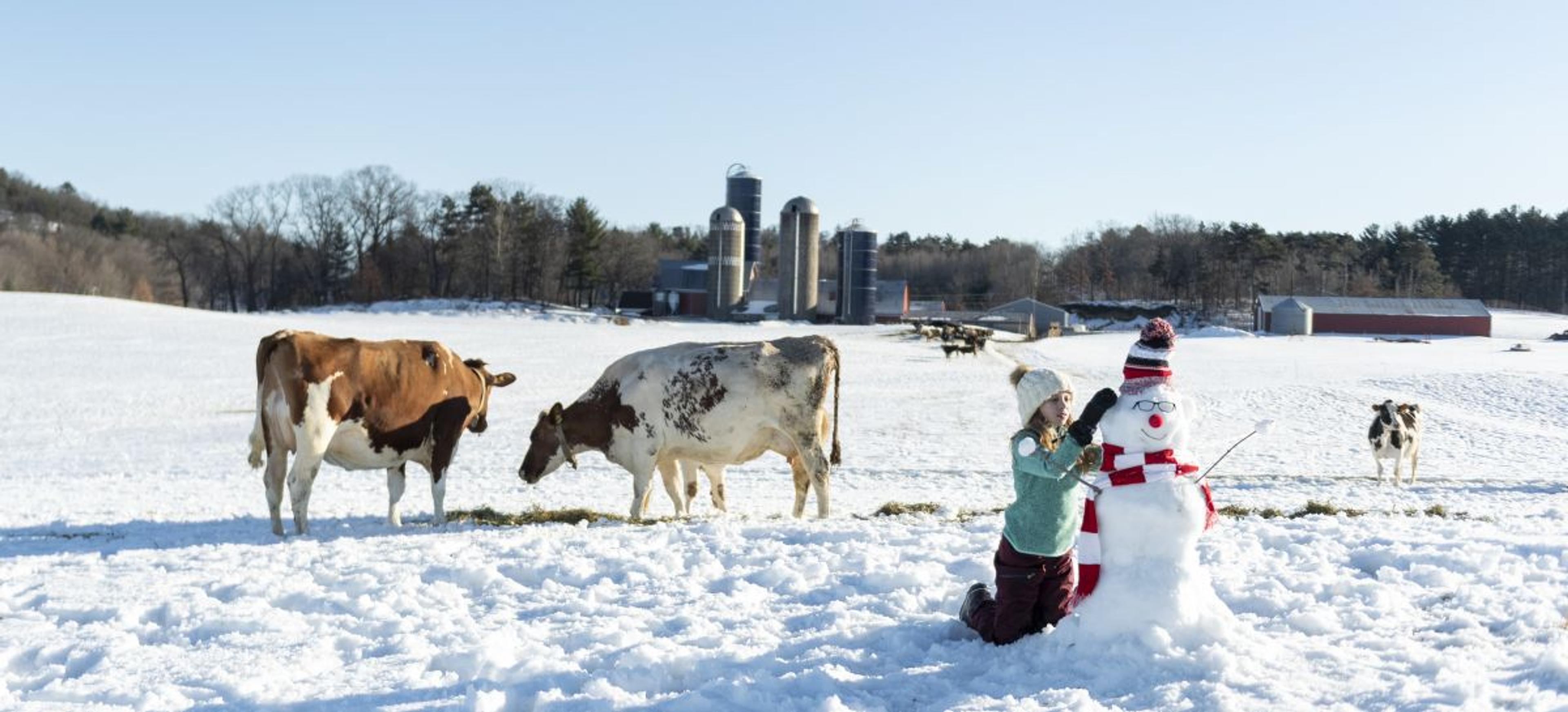 A girl builds a snowman as cows eat hay nearby.