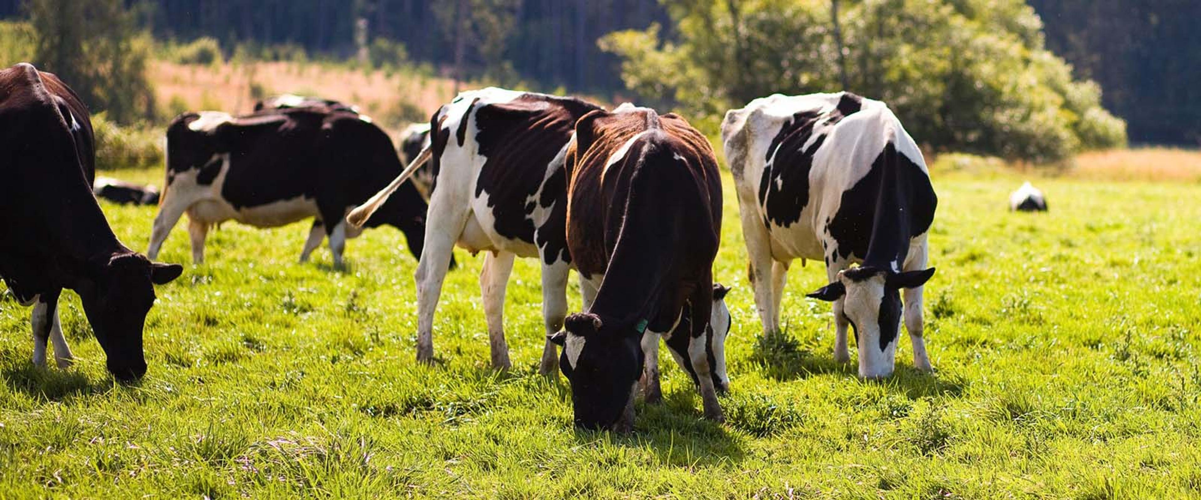 Cows eat greens at the Mallonee farm in Washington.