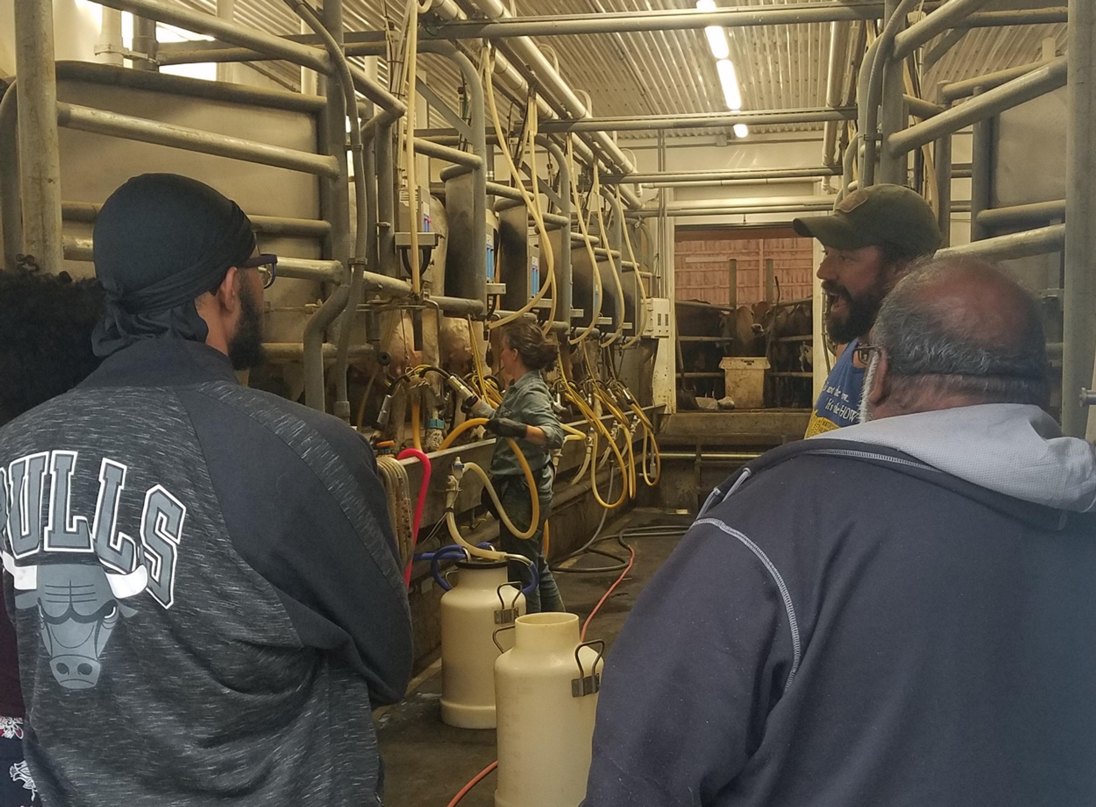 A view into a modern milking parlor with many tubes and metal pipes over the shoulders of two men. Melanie milks the cows while Tyler speaks to Kevin and Ben.