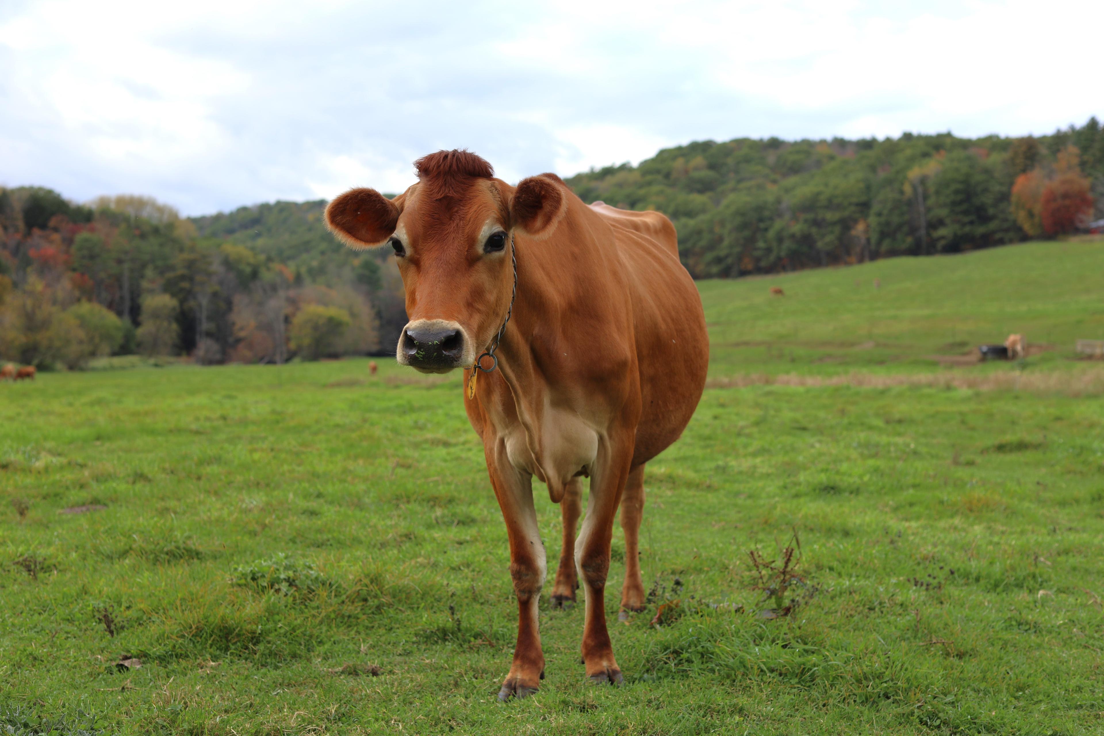 A Jersey cow stands in a field in Vermont.