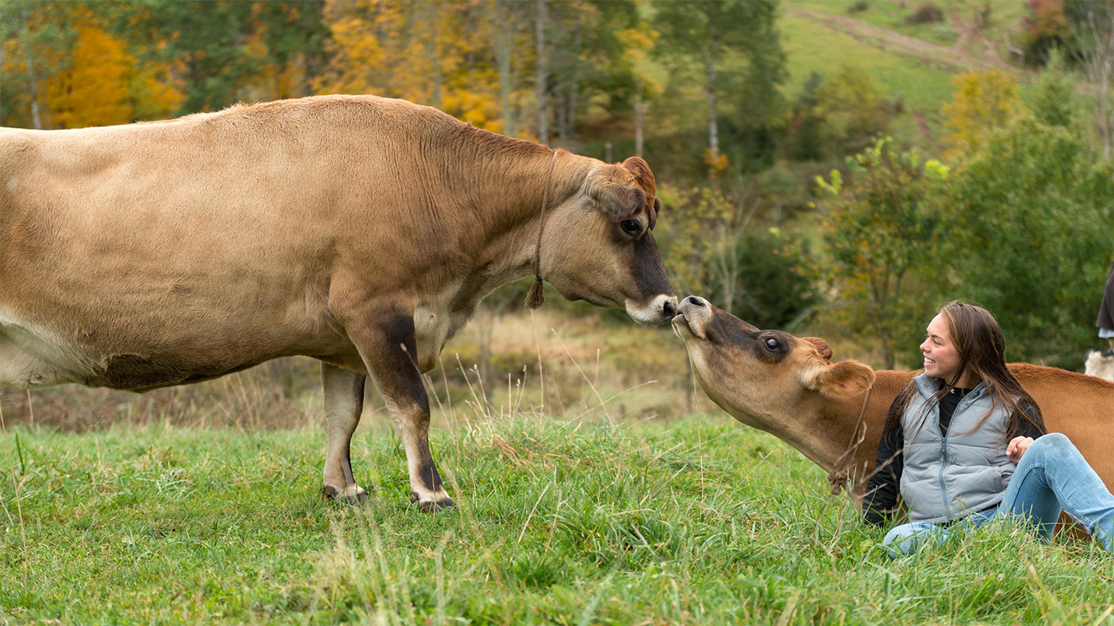 Cows touch noses as a farmer looks on in a field at the Brannen farm in New York.