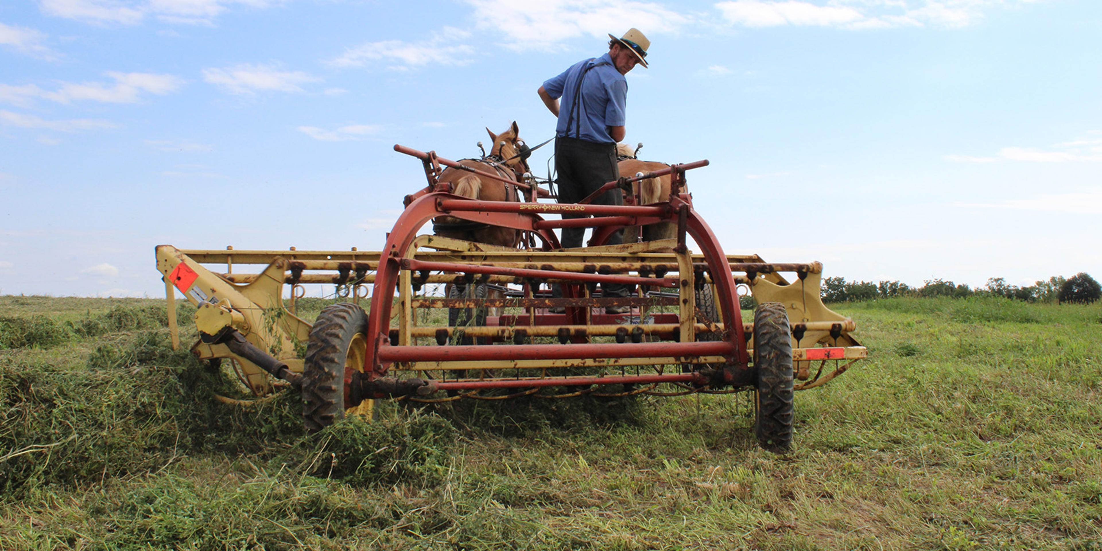 Horses pull a hay rake with an Amish driver.