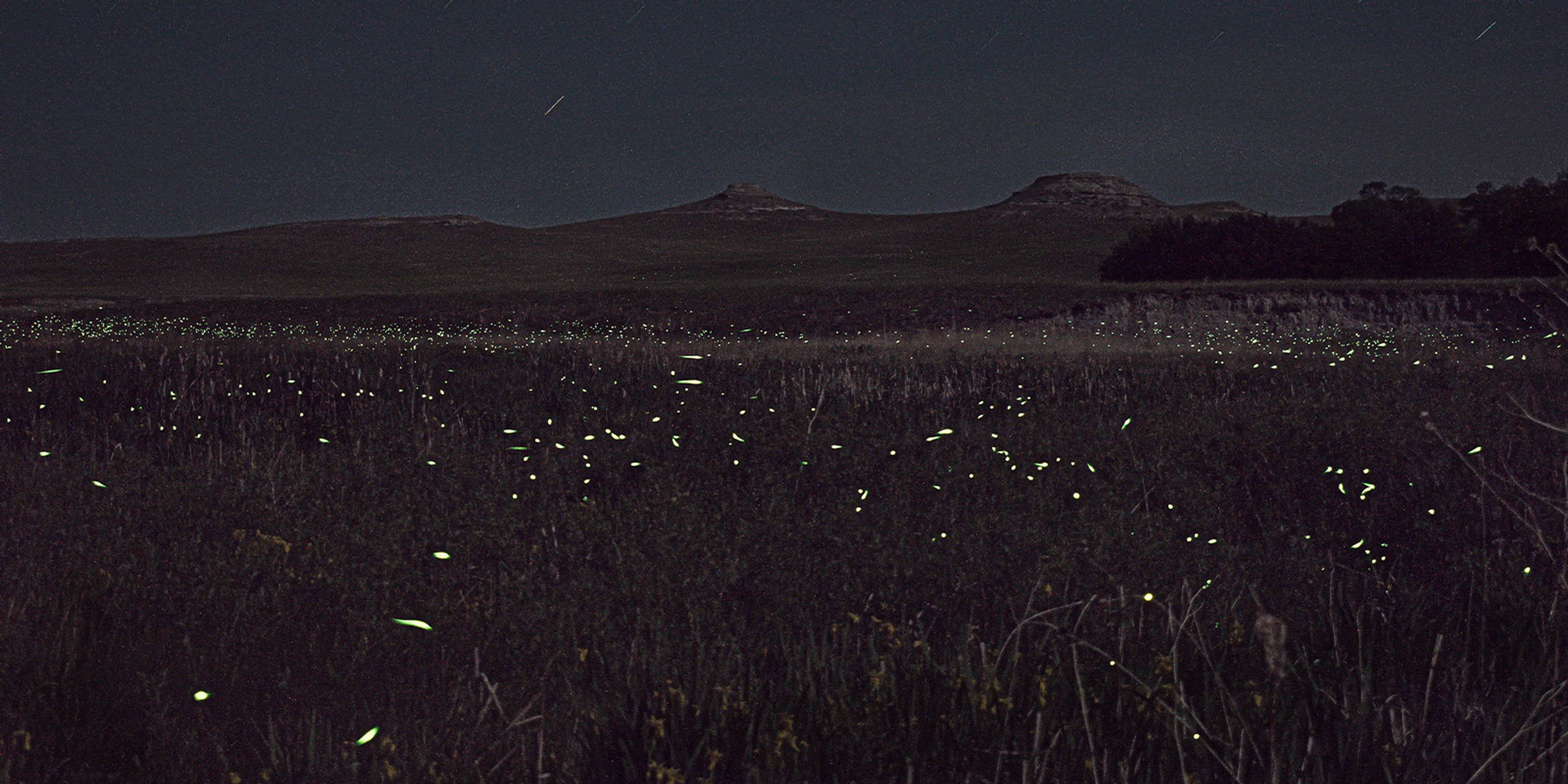 Fireflies twinkle over Niobrara River wetlands at Agate Fossil Beds National Monument in Nebraska.