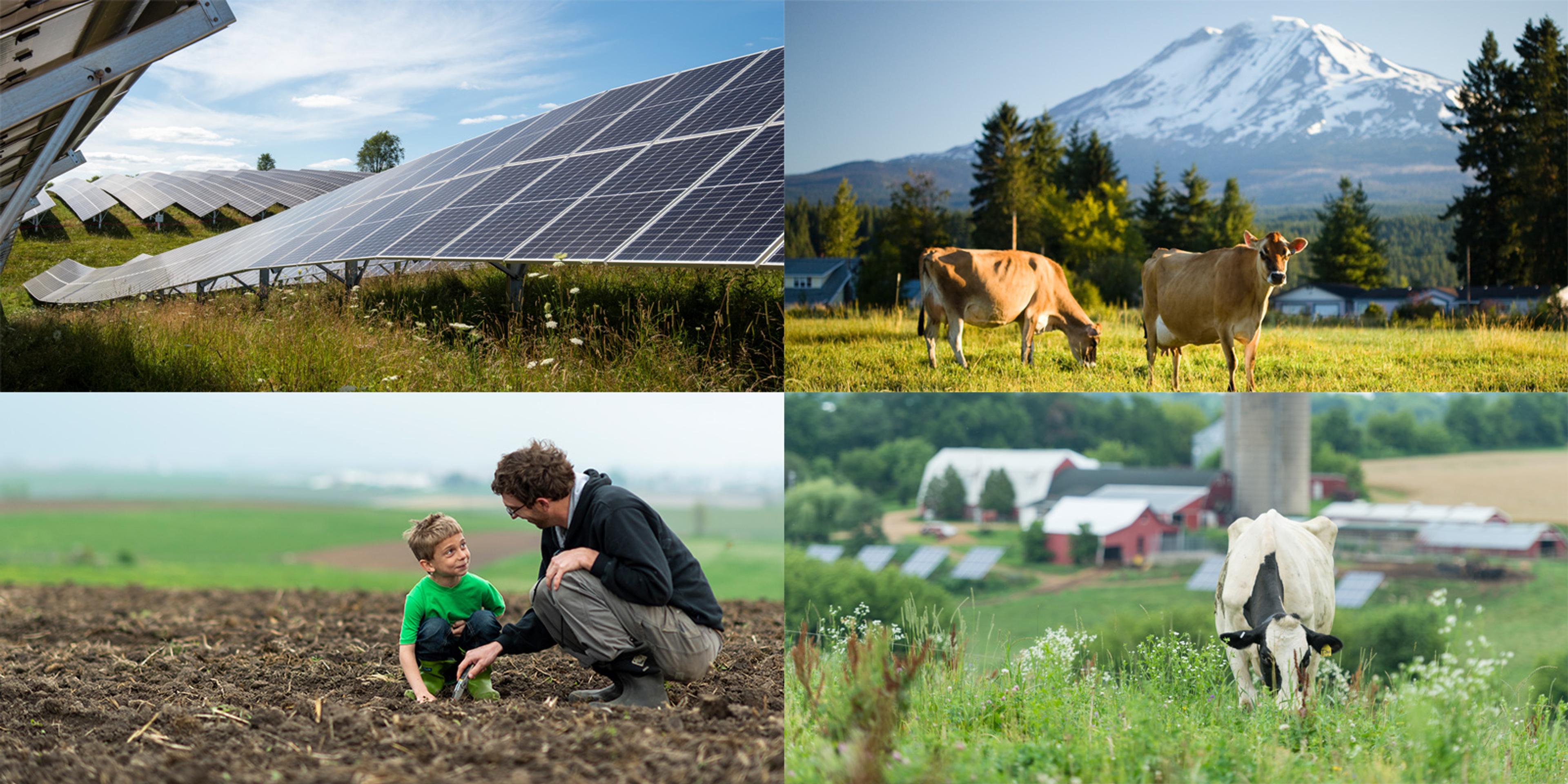 Collage of cows on a pasture, solar panels and father with his son touching the soil.