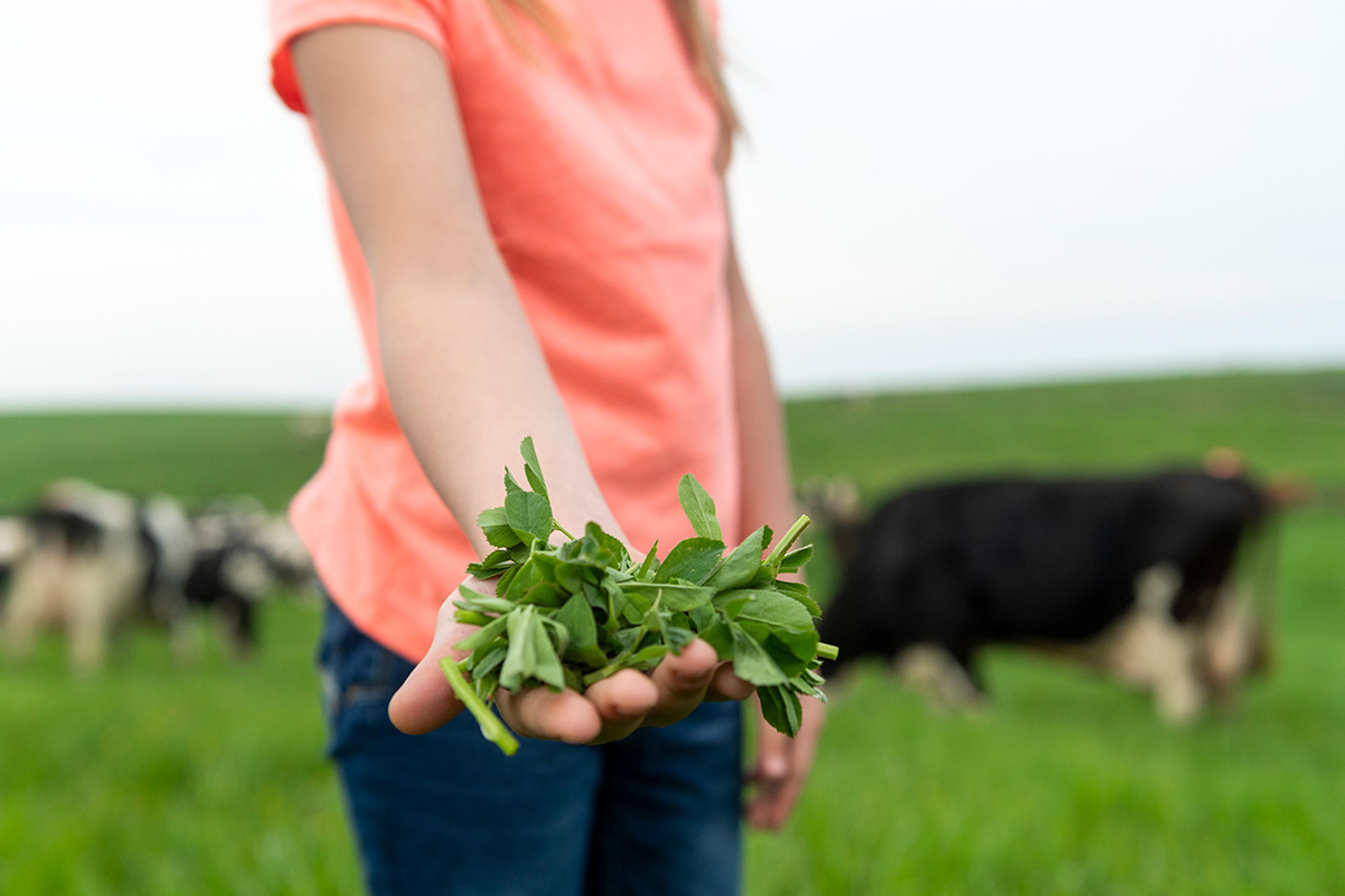 A girl holds a palmful of pasture grasses out for the camera.