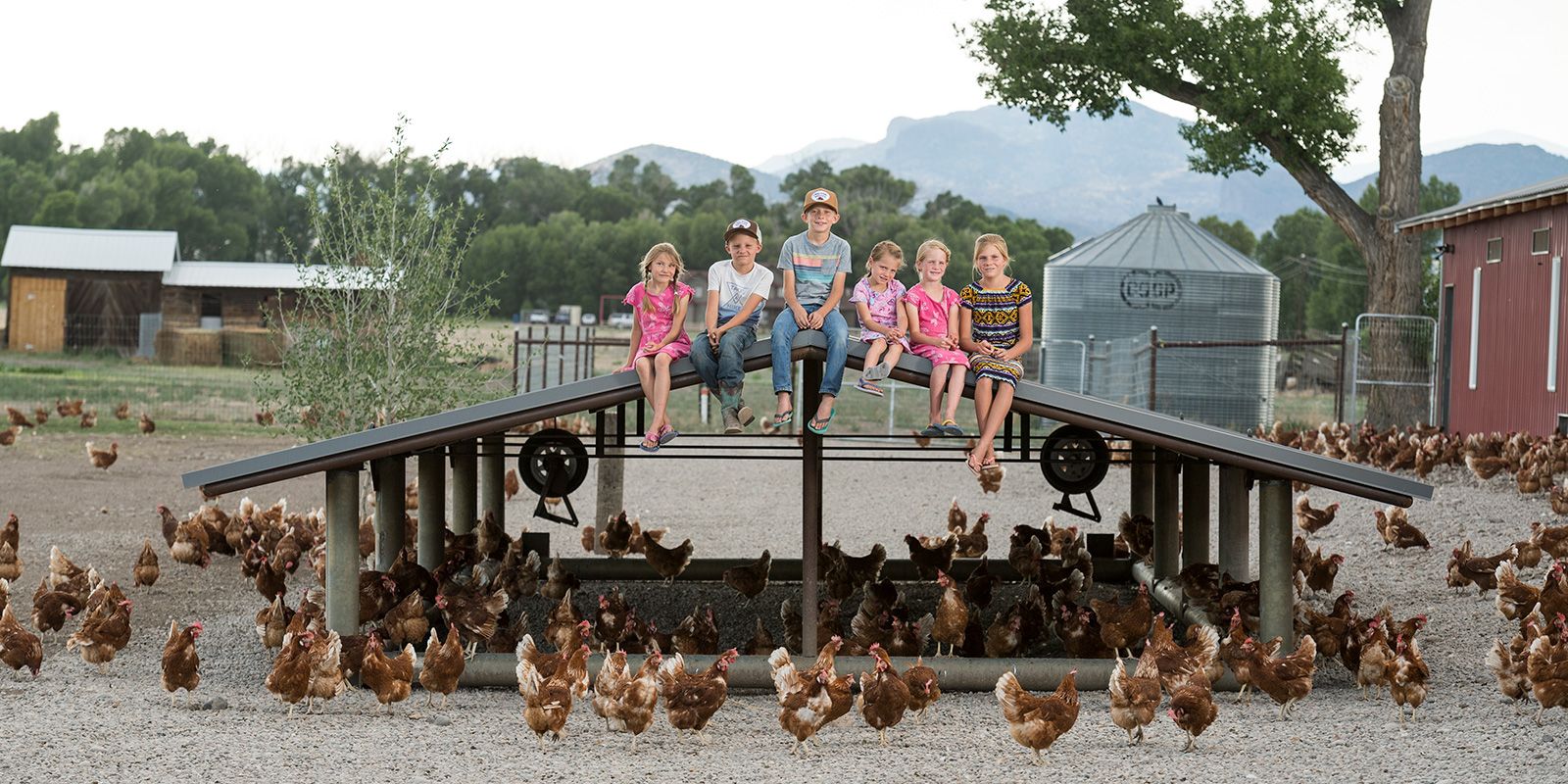 Rootstock  What Do Cage-Free, Free-Range and Pasture-Raised Eggs