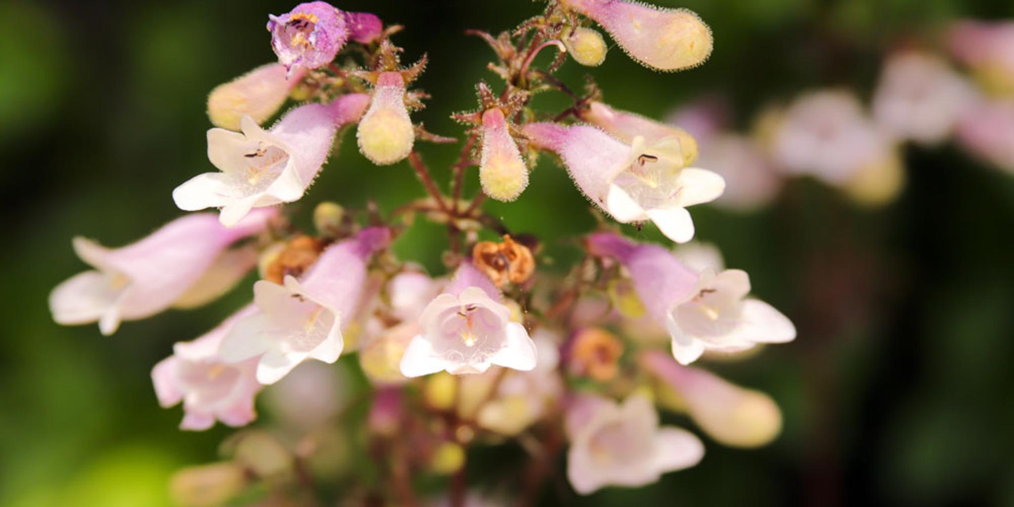 A close-up of a hairy beardtongue flower. 