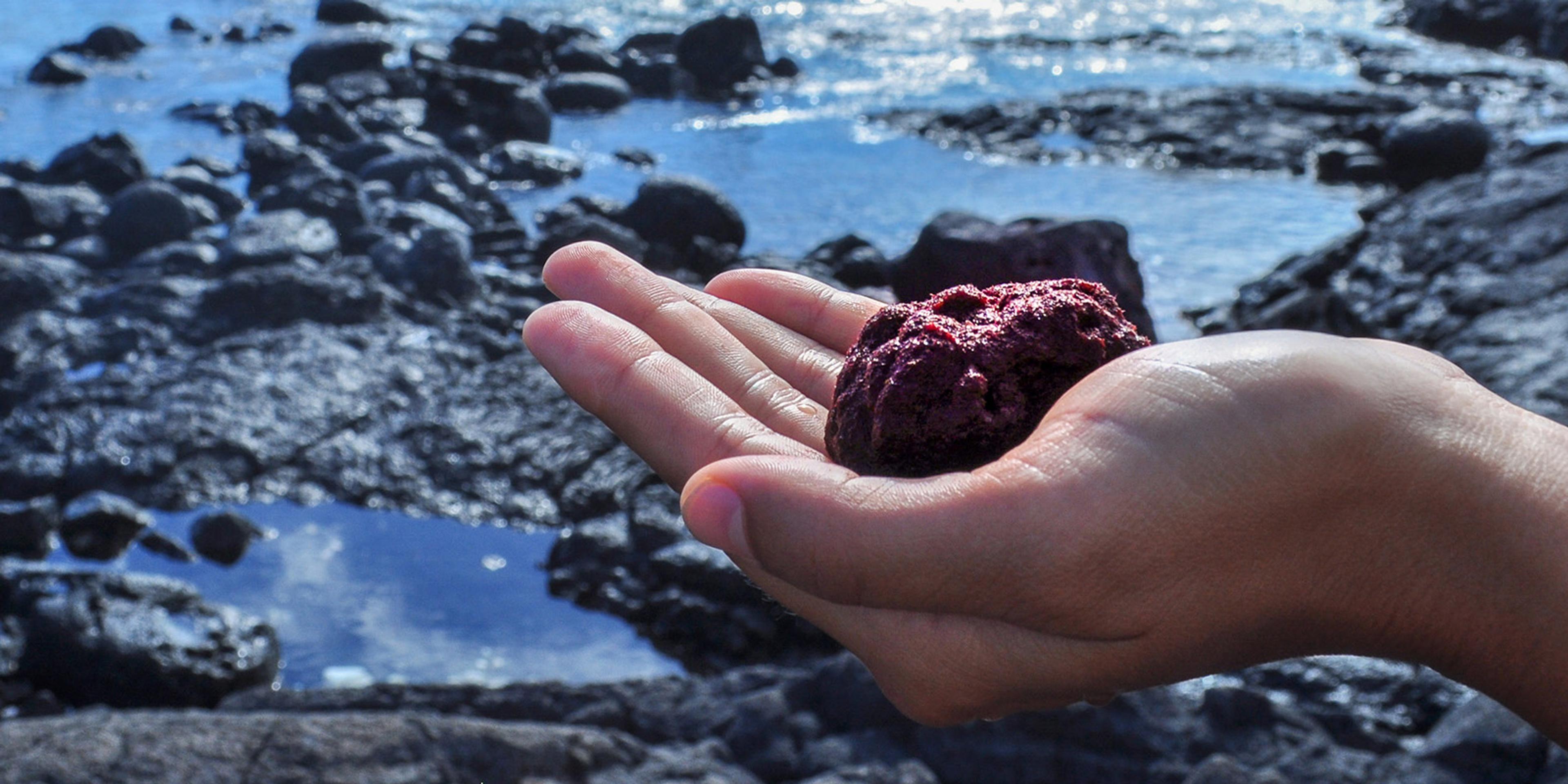 A person holds a handful of A. taxiformis.