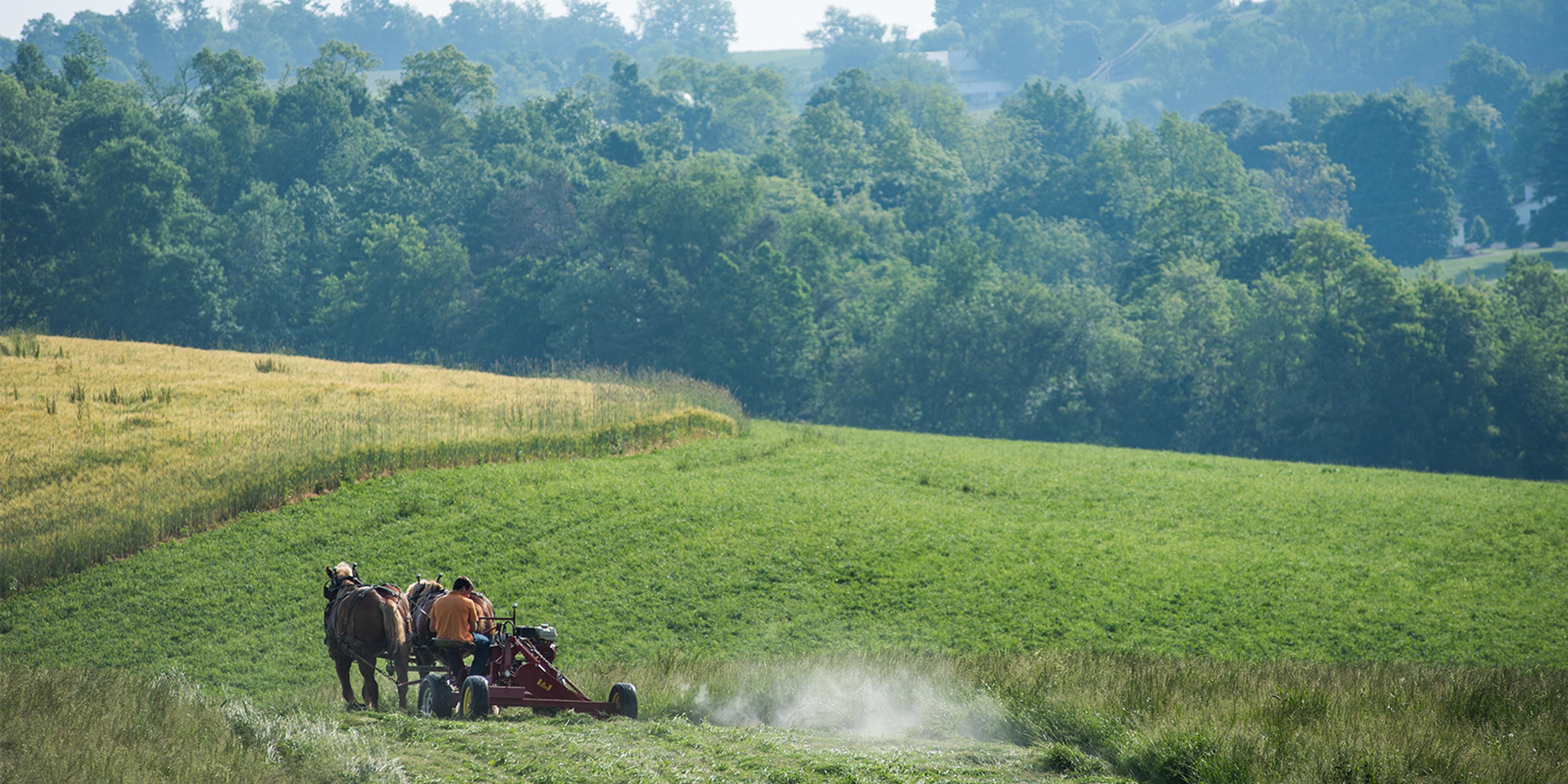 Horses pull a hay rake across a field at an Amish farm, with trees in the background.