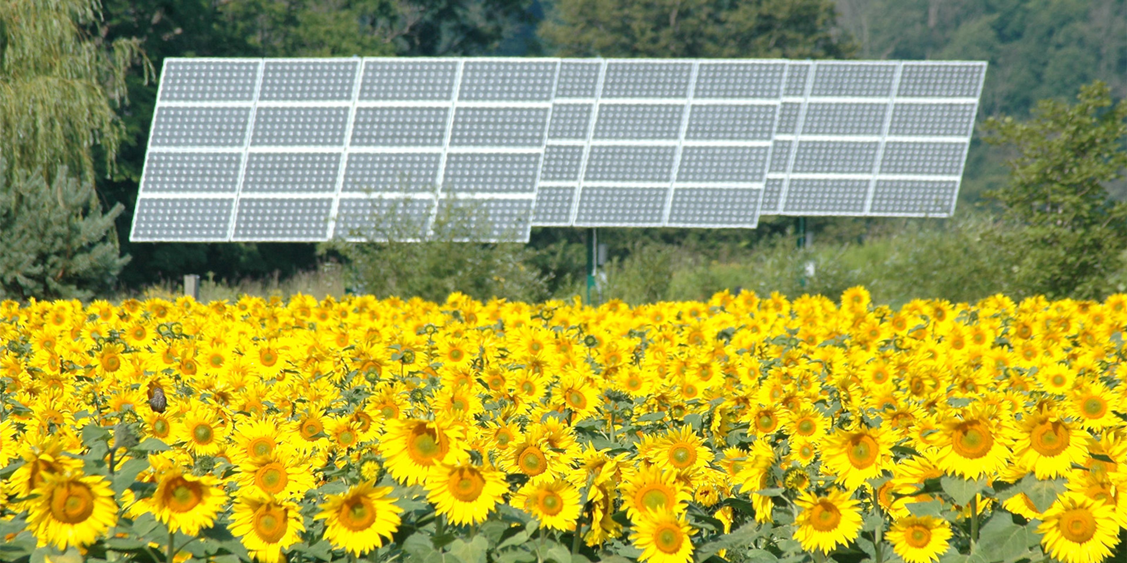 Sunflowers and solar panels at Organic Valley Headquarters in Wisconsin.