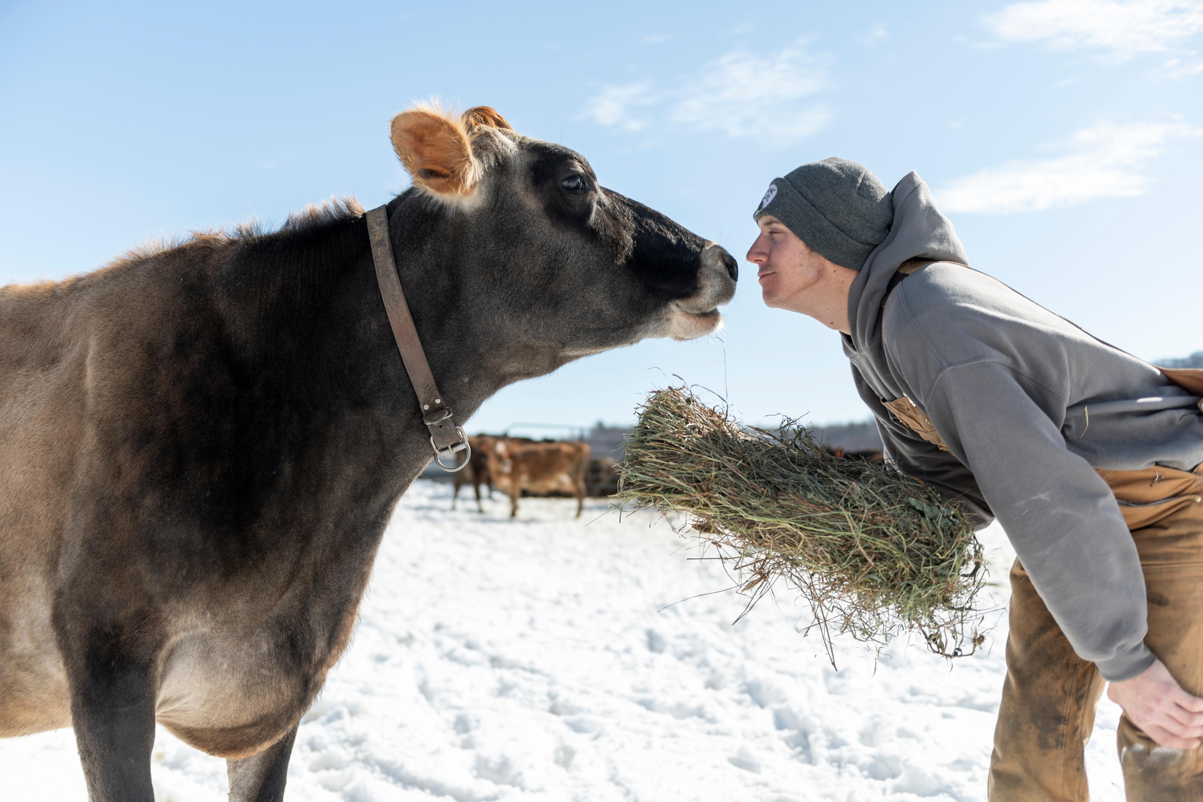 A cow standing outside in a snowy pasture with a farmer.