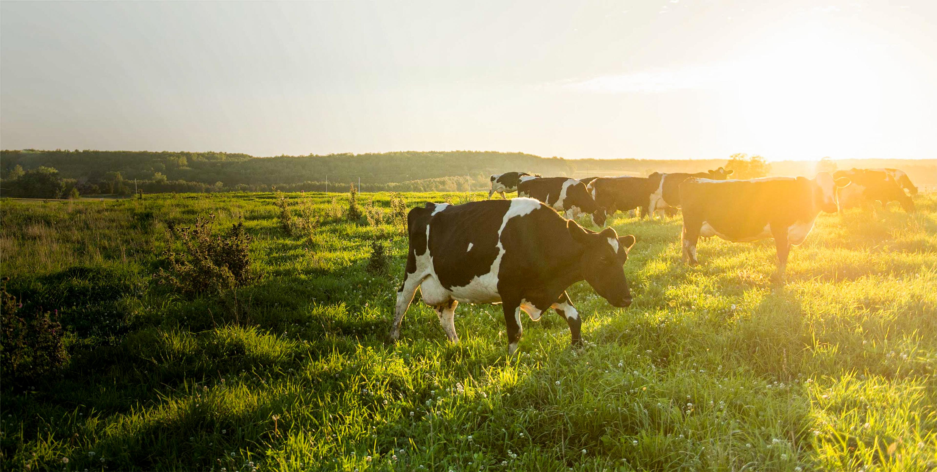 Cows grazing in an Organic Valley pasture with the sunset in the background.