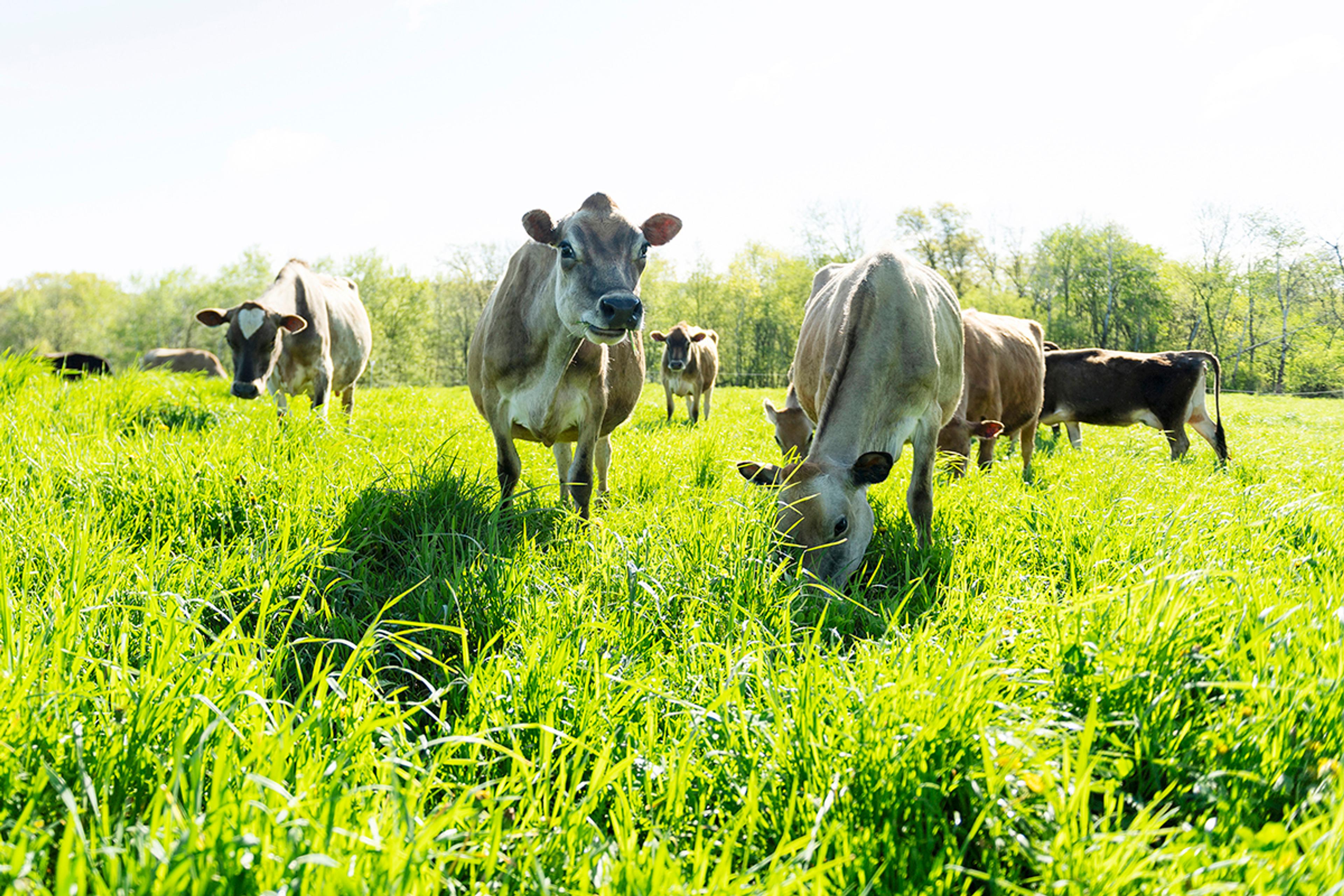 Cows graze happily on a green pasture at the Beard Farm in Iowa.