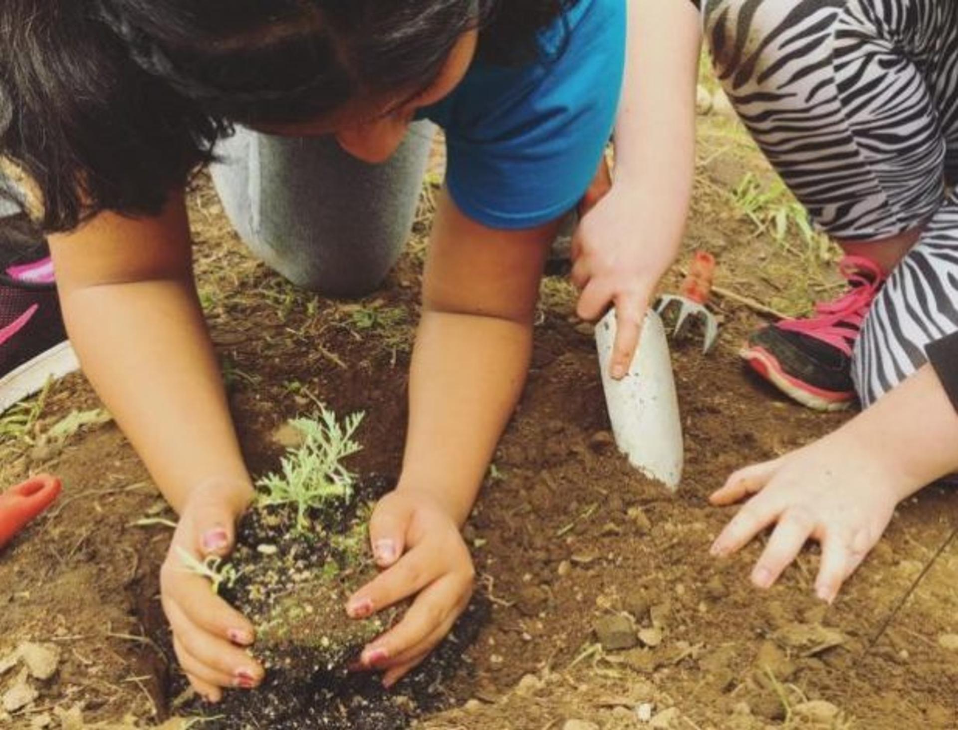 Children plant seedlings in the garden at Zenger Farm during their farm school program.