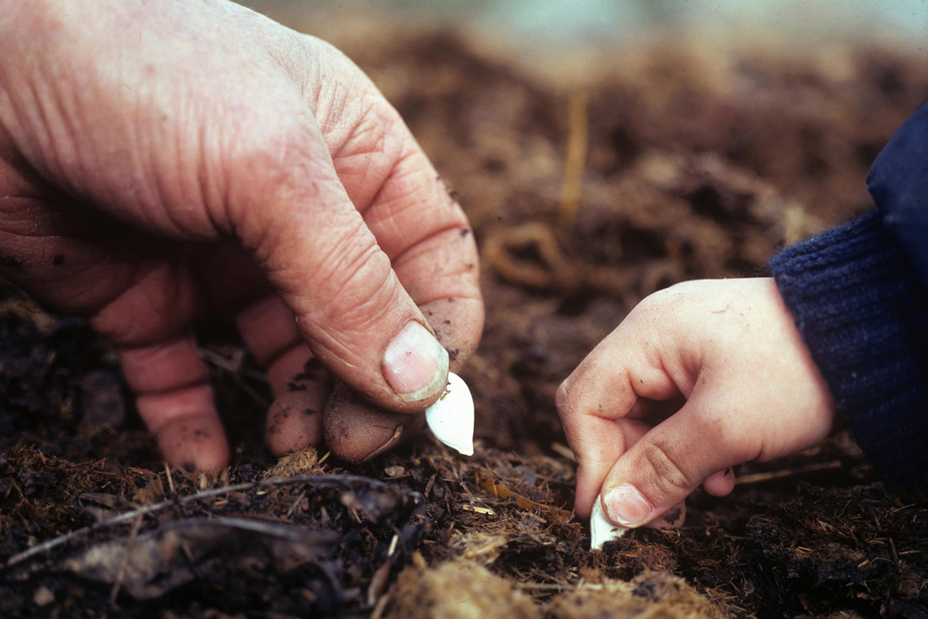 Hands planting seeds.