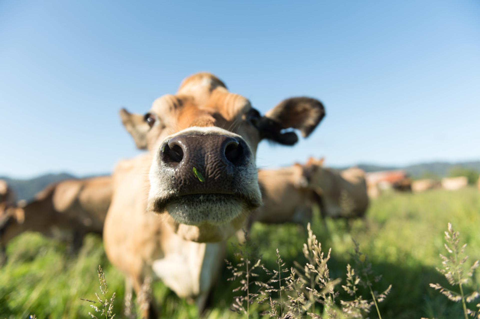 A cow on the Regli farm in California.