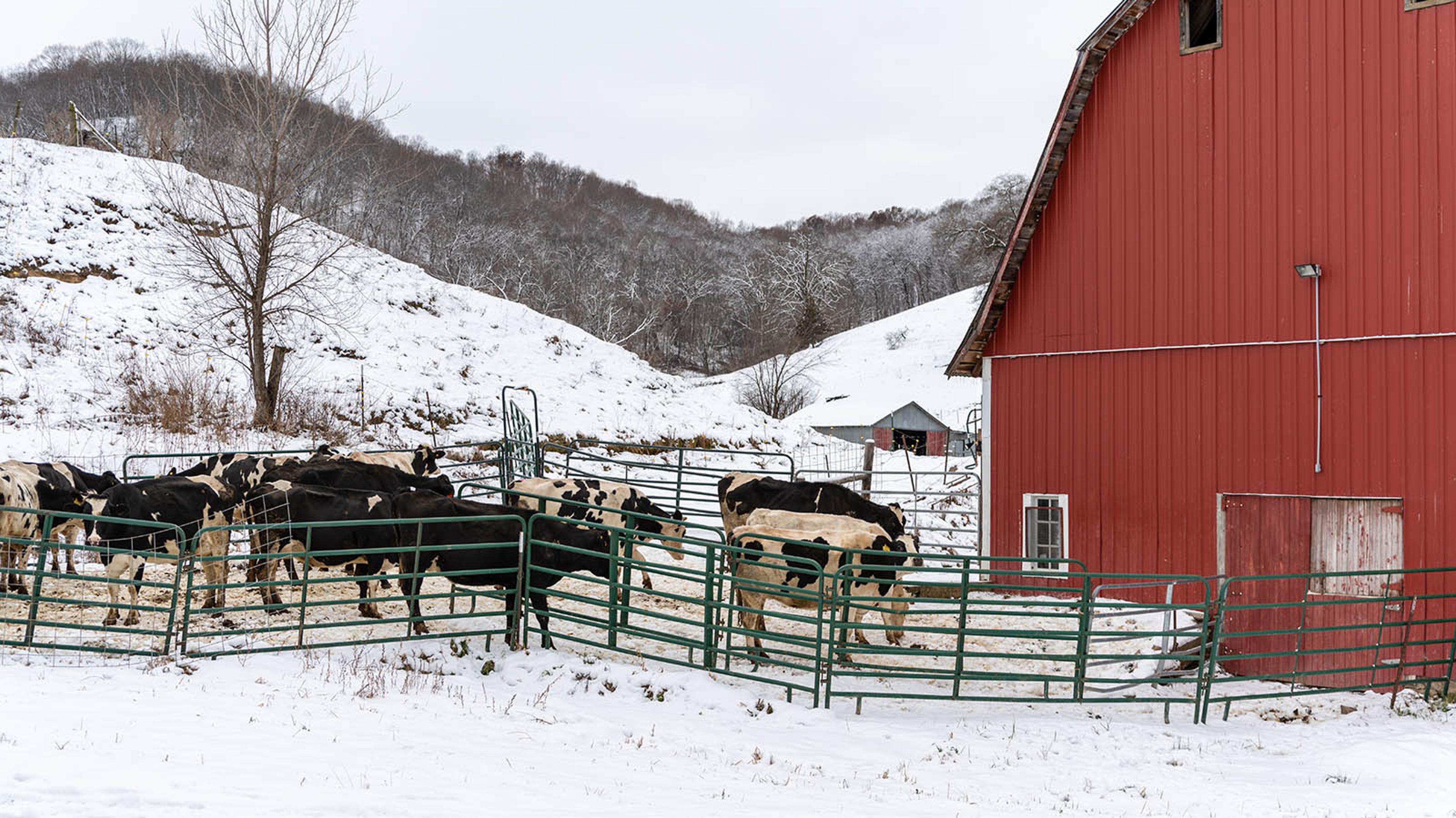 Cows get some fresh air in the winter paddock outside a red barn.