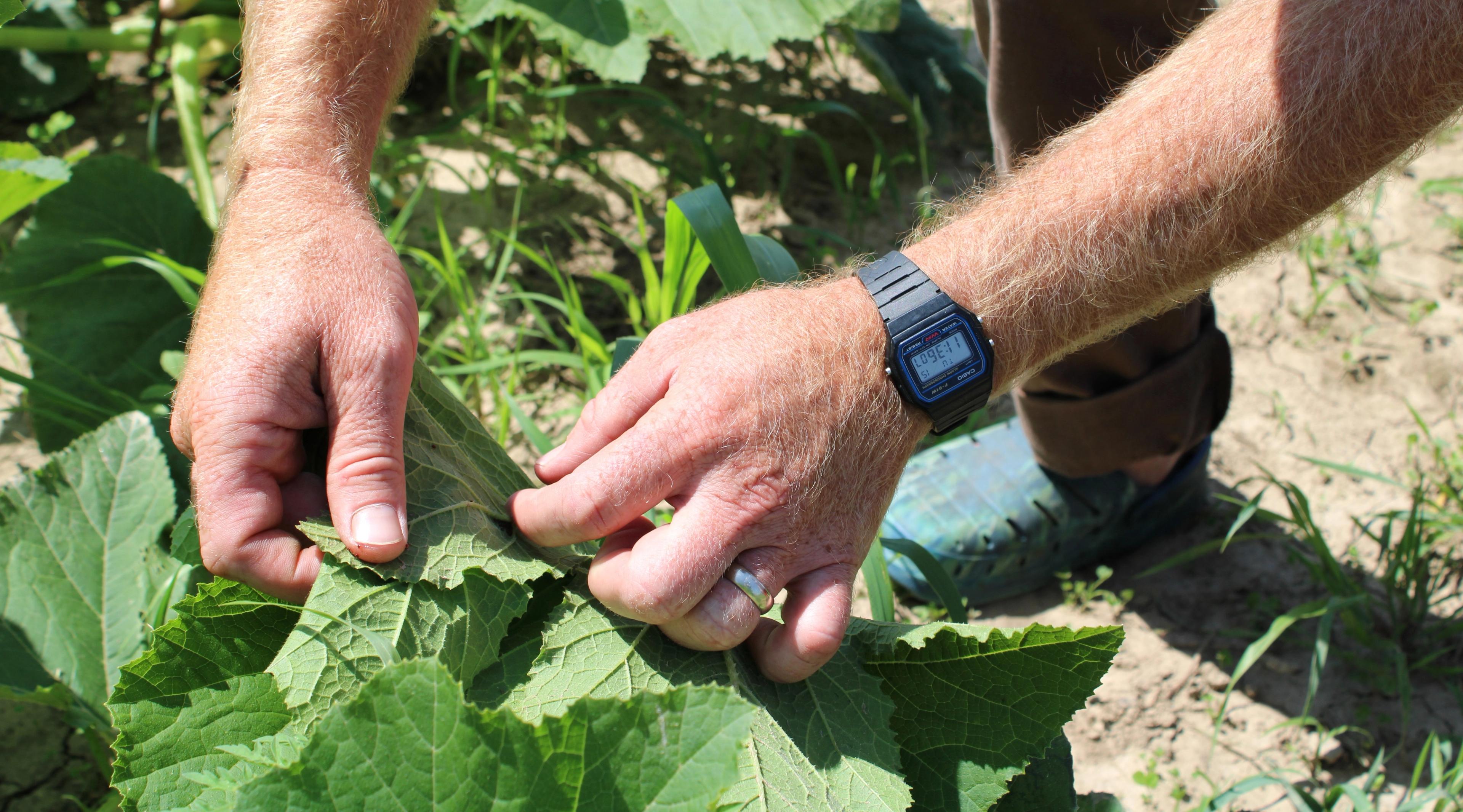  Close-up of a man’s hands on a zucchini plant’s leaves. 