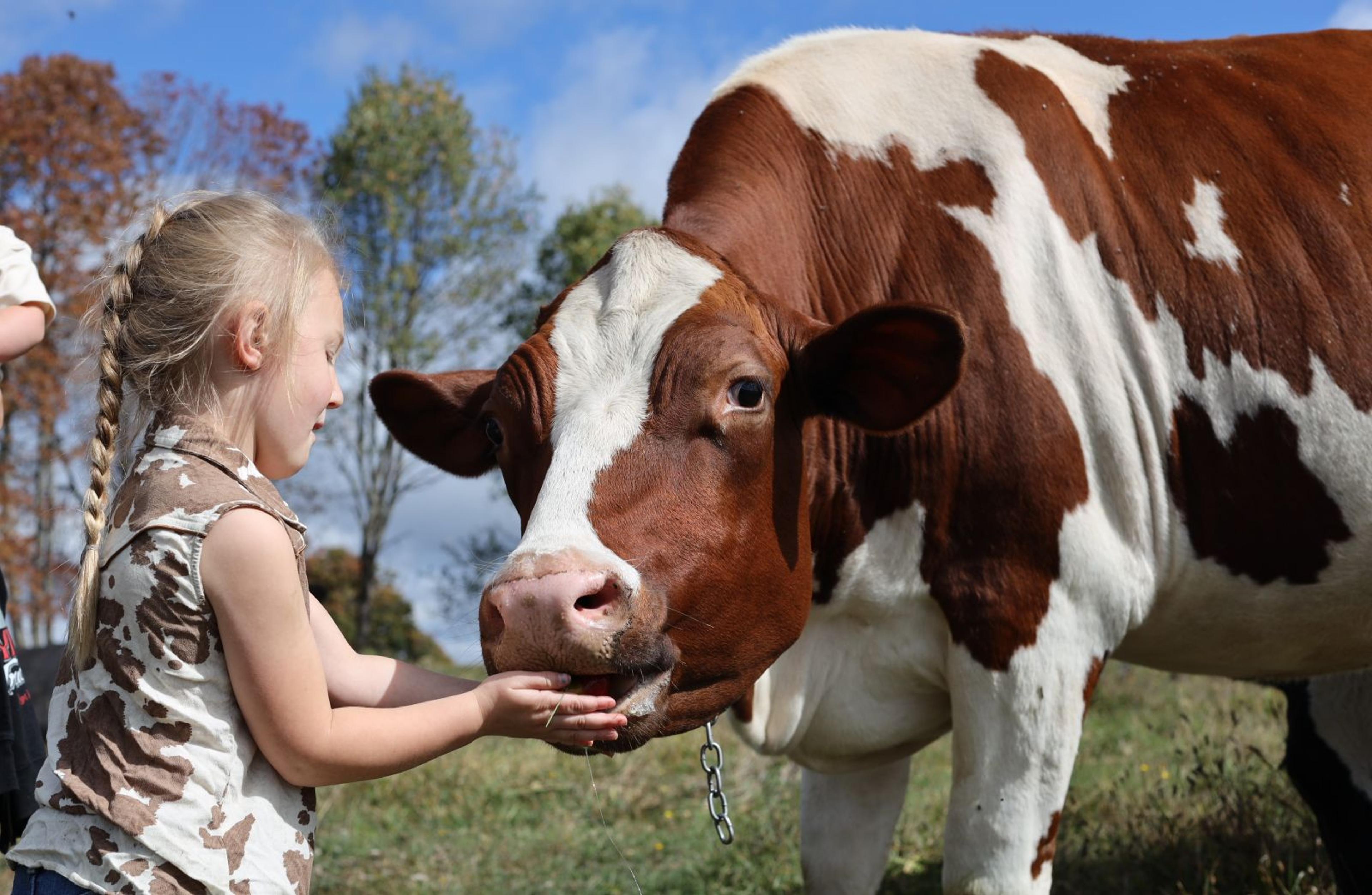 A girl feeds a dairy cow hay.