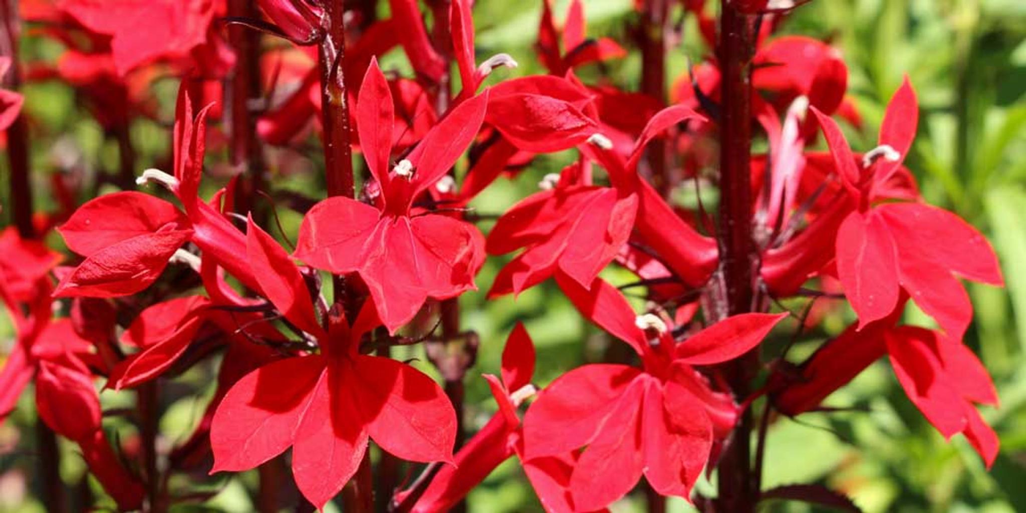 Close-up image of cardinal flower.
