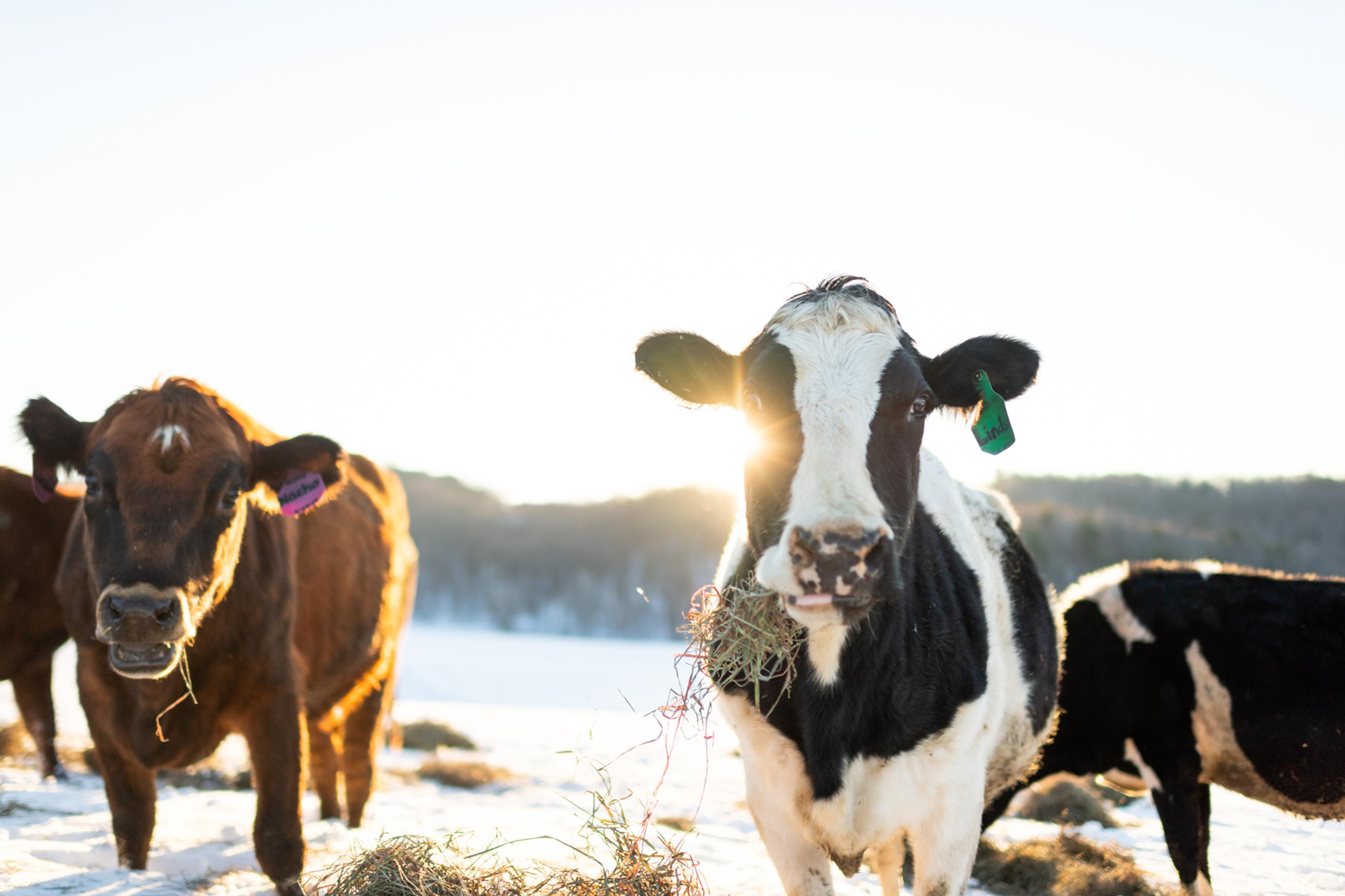 Cows outside in the winter on an Organic Valley family farm in Wisconsin.