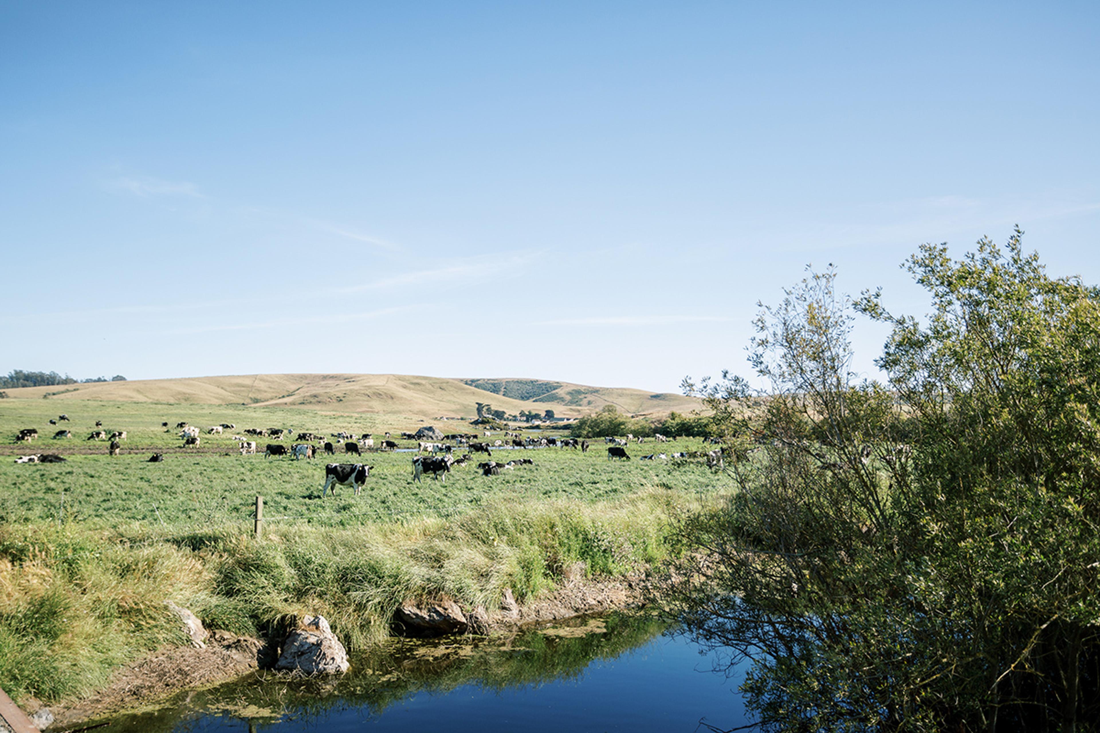 A stream in the foreground with cows grazing a lush green pasture nearby, against a clear blue sky. 