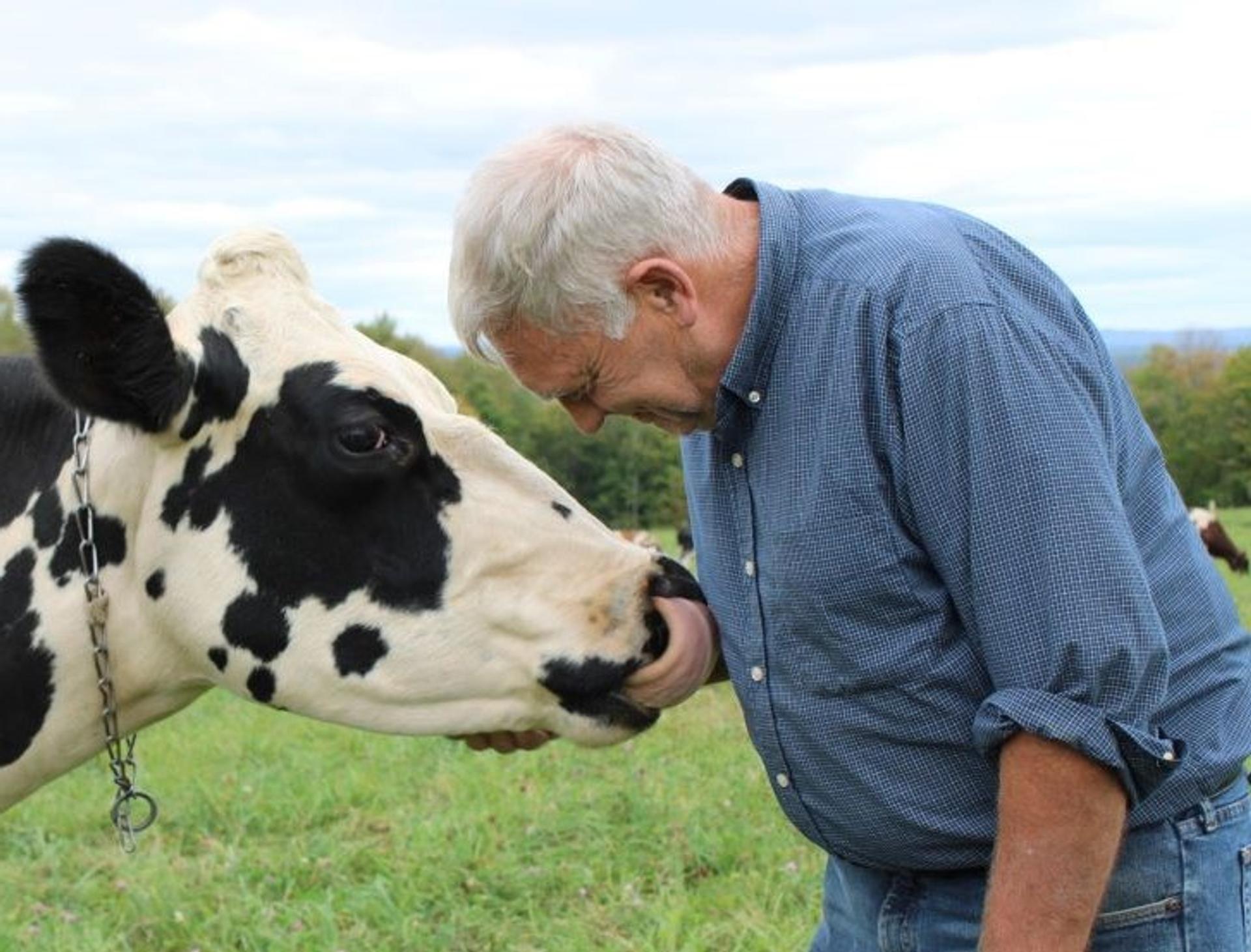 Maine farmer Randall Bates stands on a pasture and pets a cow.
